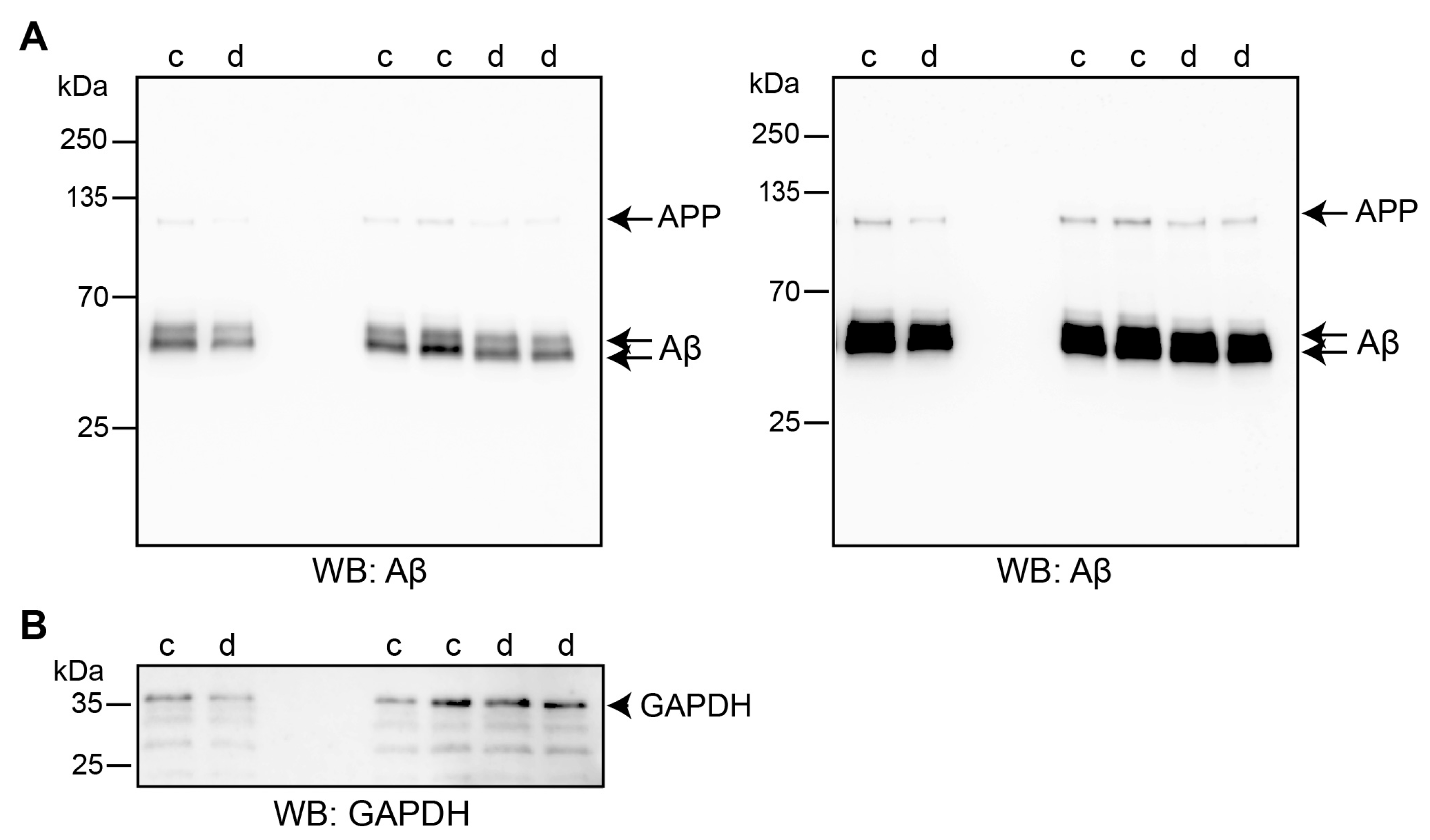 Ijms 25 10829 g008 Ijms 25 10829 g008