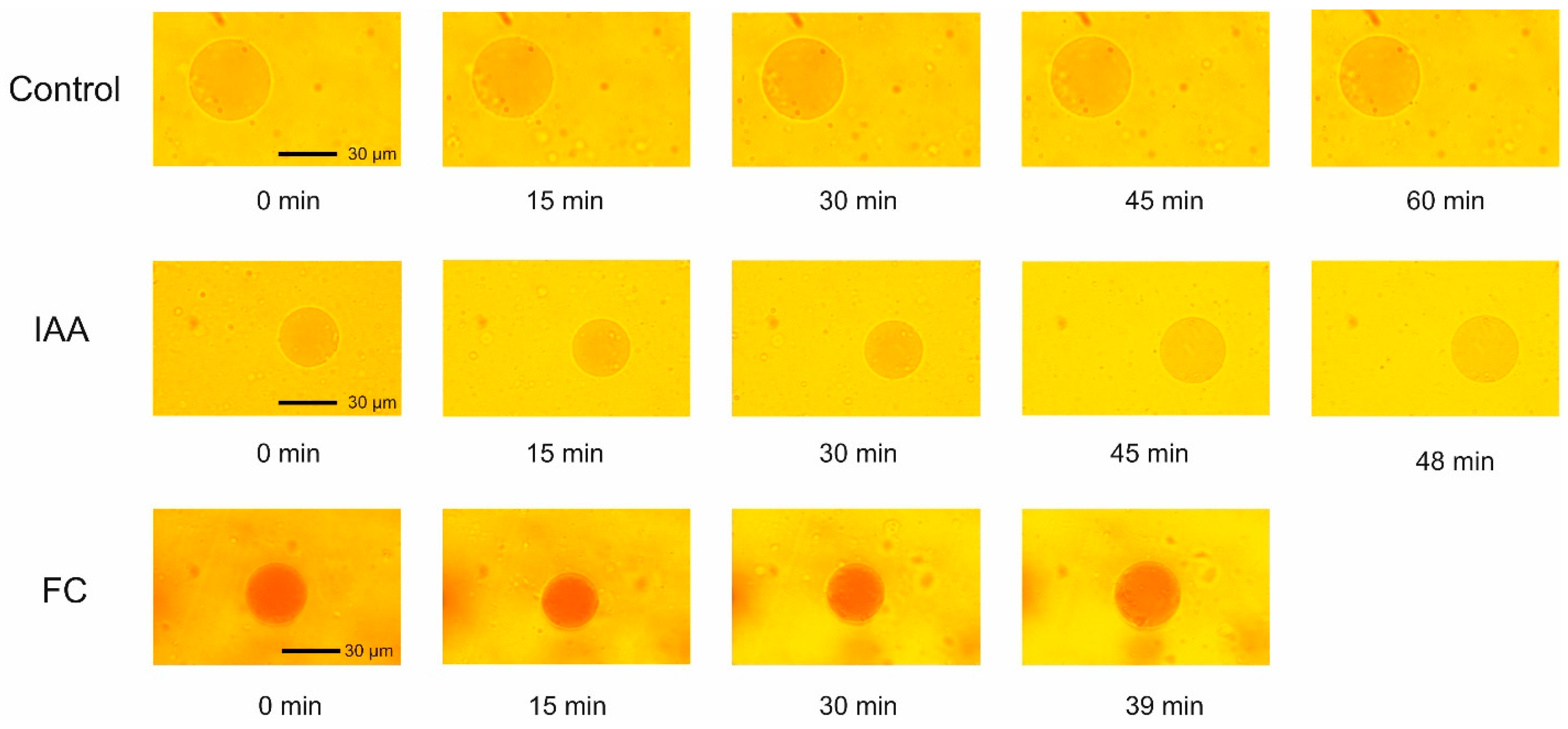 Ijms 25 10842 g002 Ijms 25 10842 g002