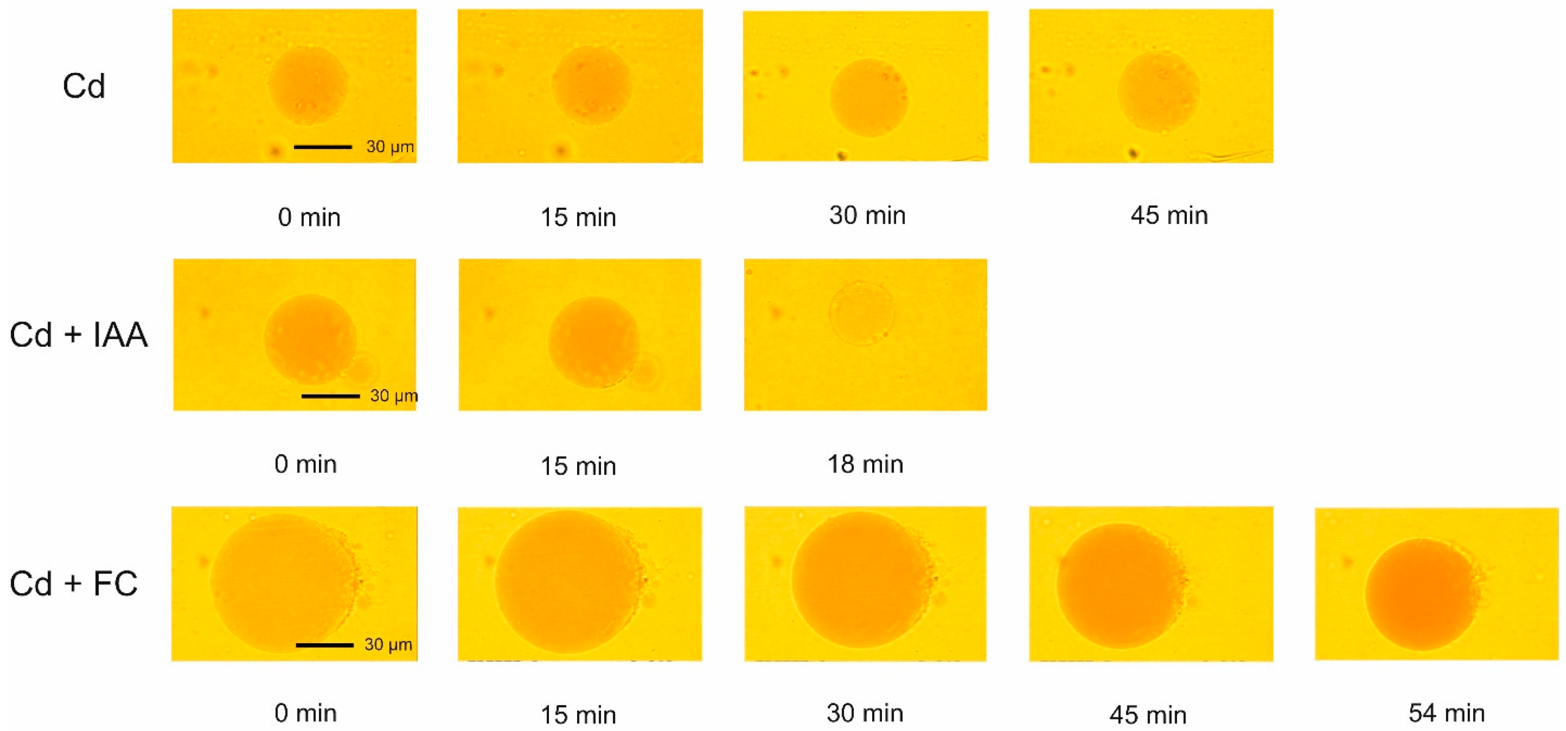 Ijms 25 10842 g006 Ijms 25 10842 g006