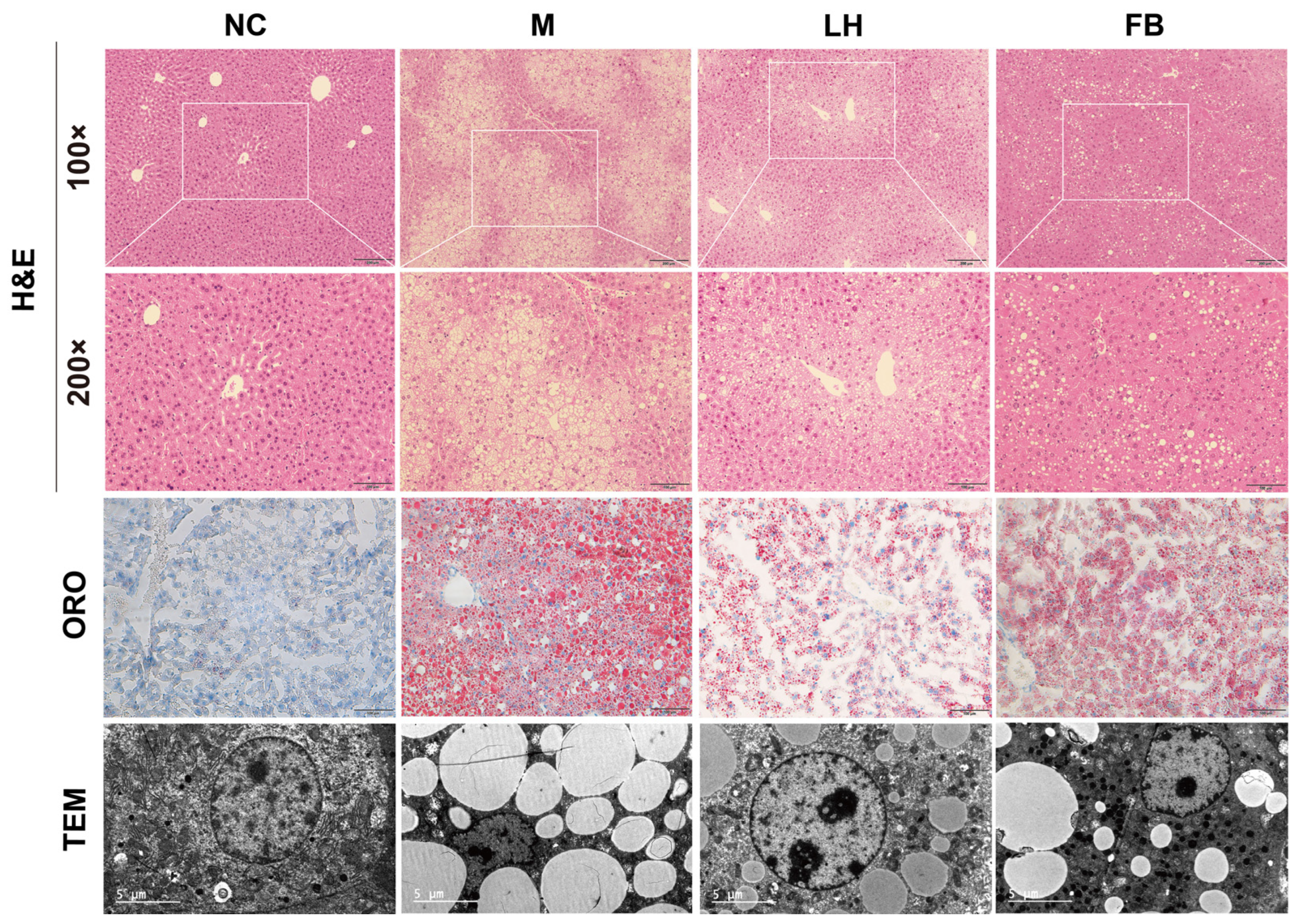 Ijms 25 10855 g003 Ijms 25 10855 g003