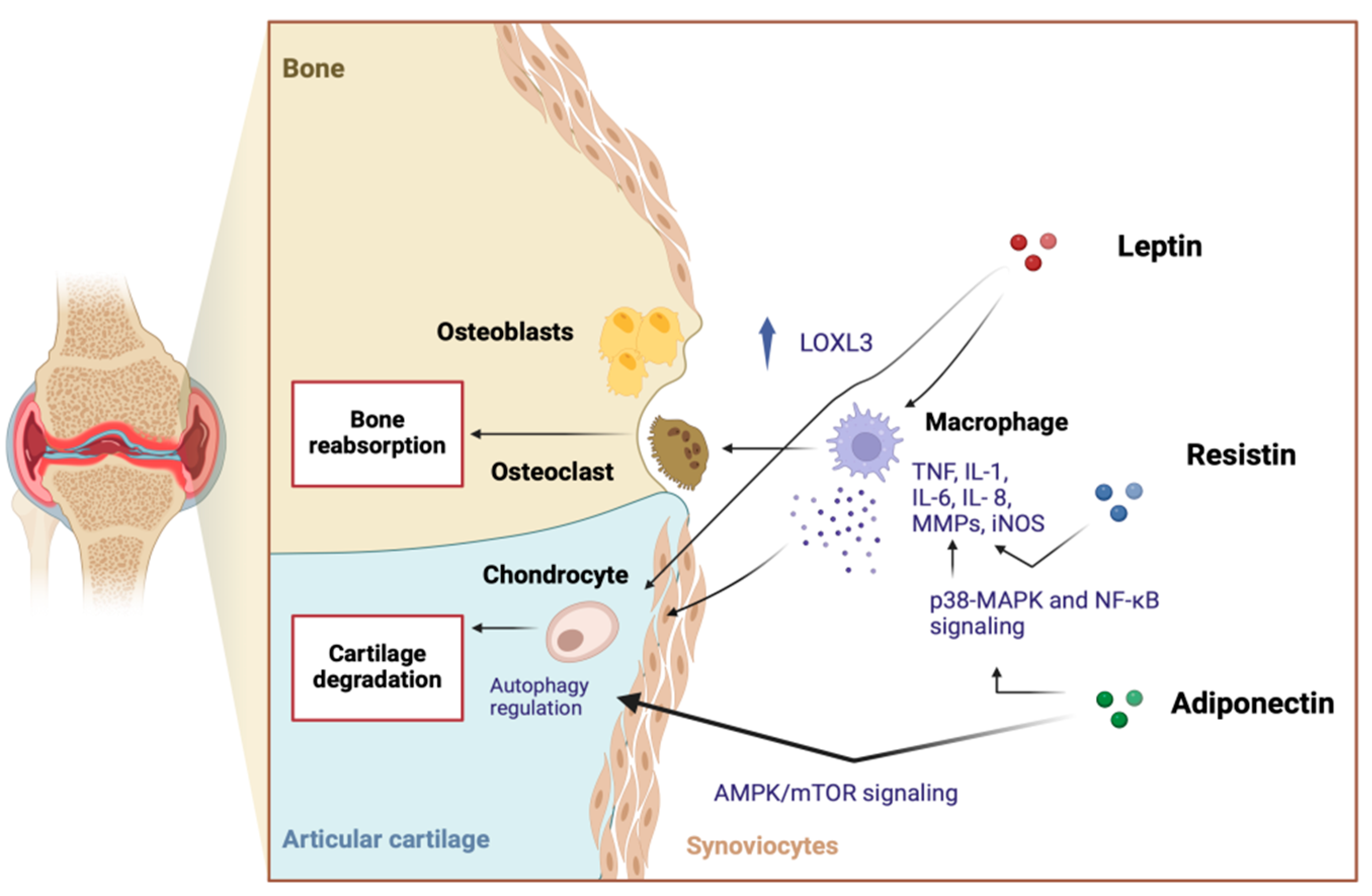 Ijms 25 10865 g001 Ijms 25 10865 g001