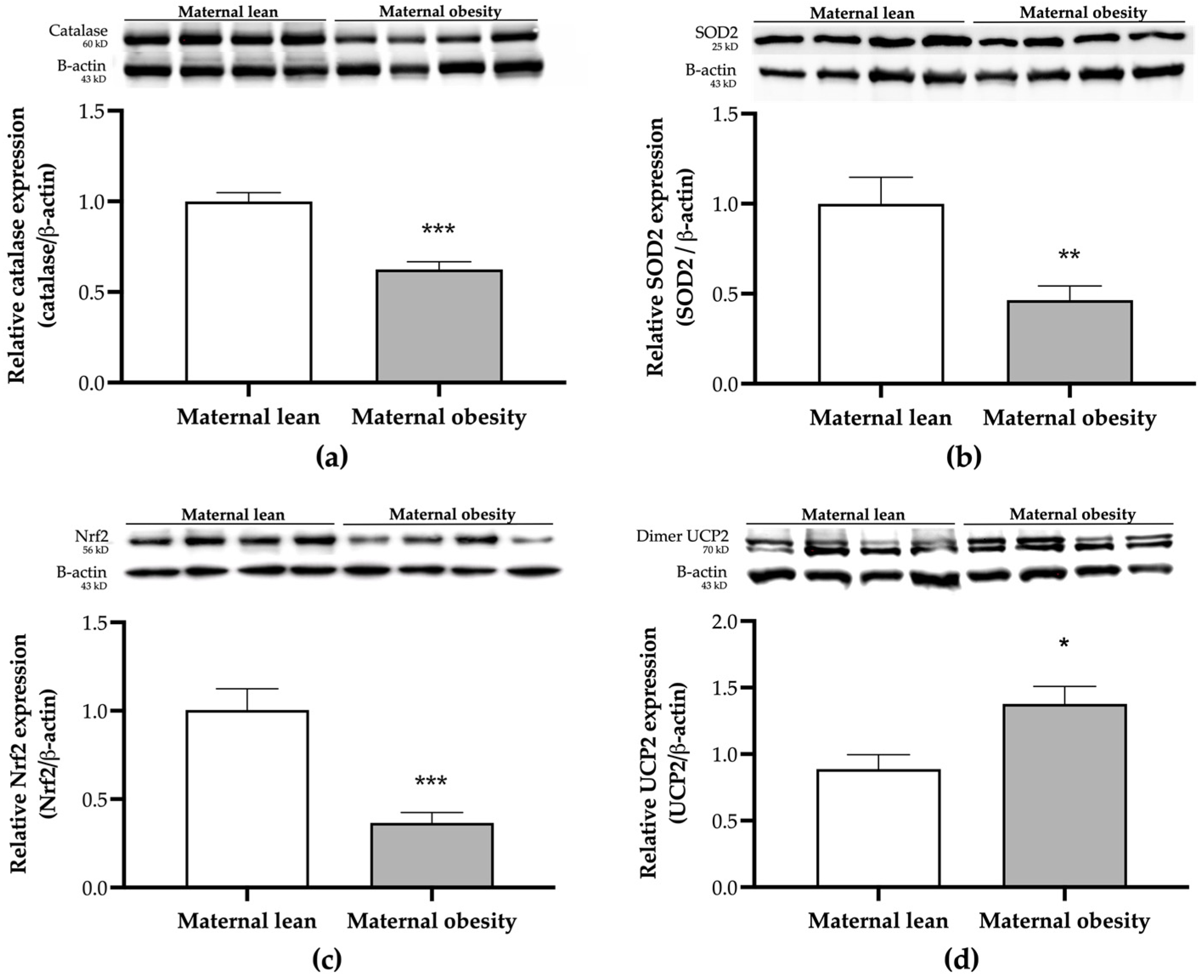 Ijms 25 10866 g007 Ijms 25 10866 g007