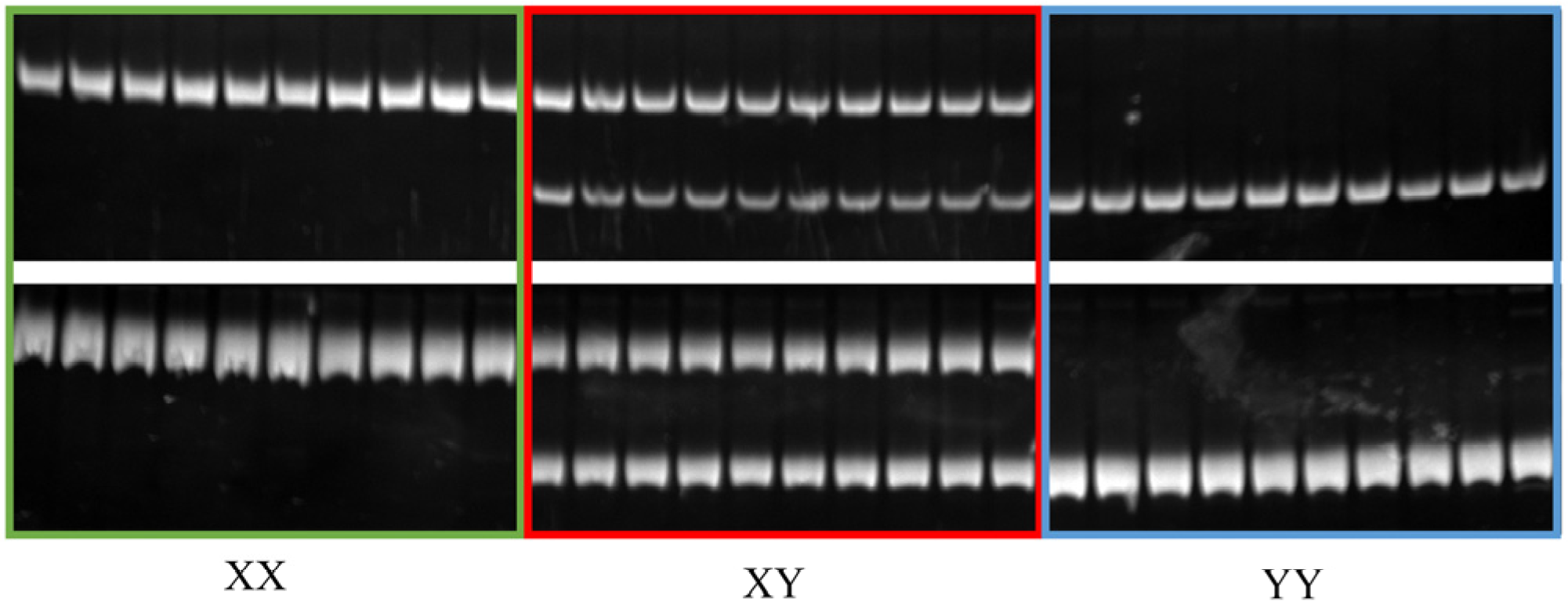 Ijms 25 10889 g006 Ijms 25 10889 g006