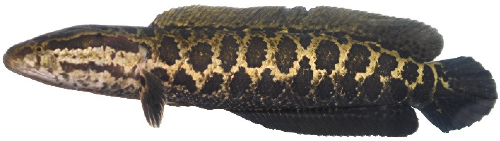 Ijms 25 10889 g011 Ijms 25 10889 g011