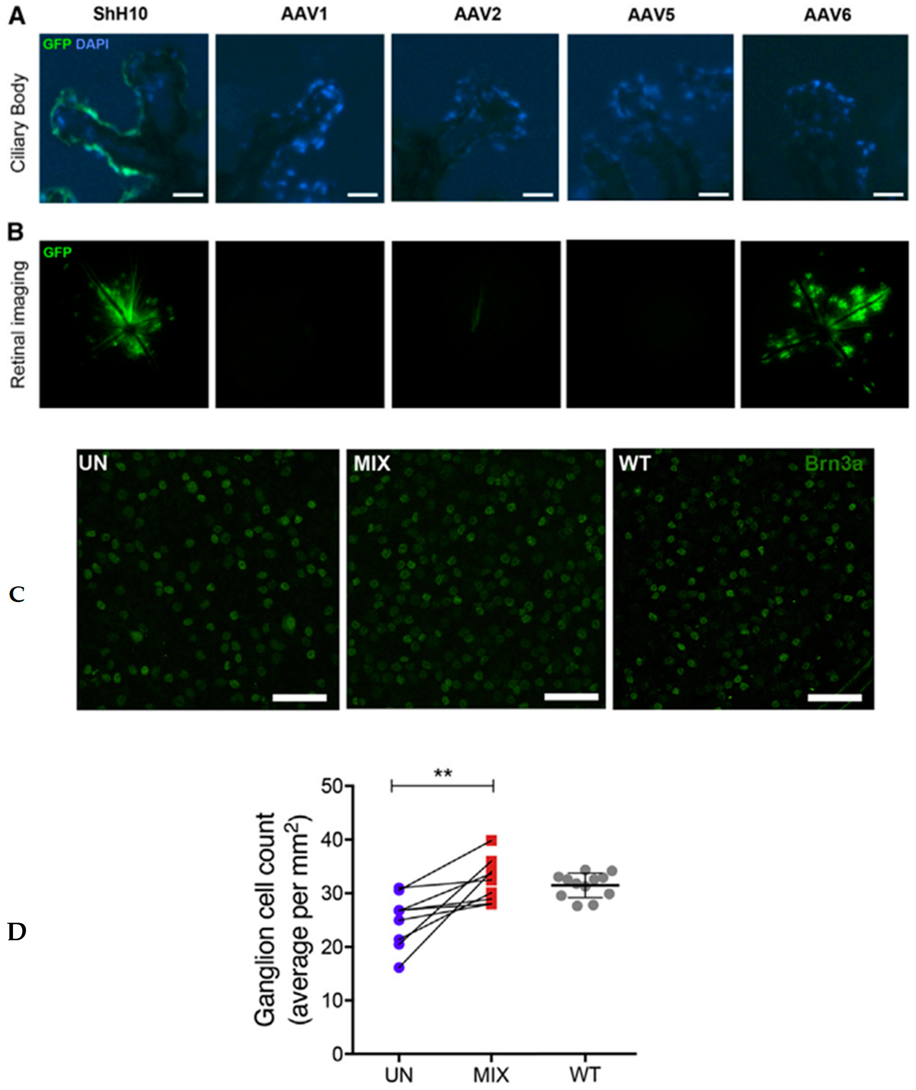 Ijms 25 11019 g002 Ijms 25 11019 g002