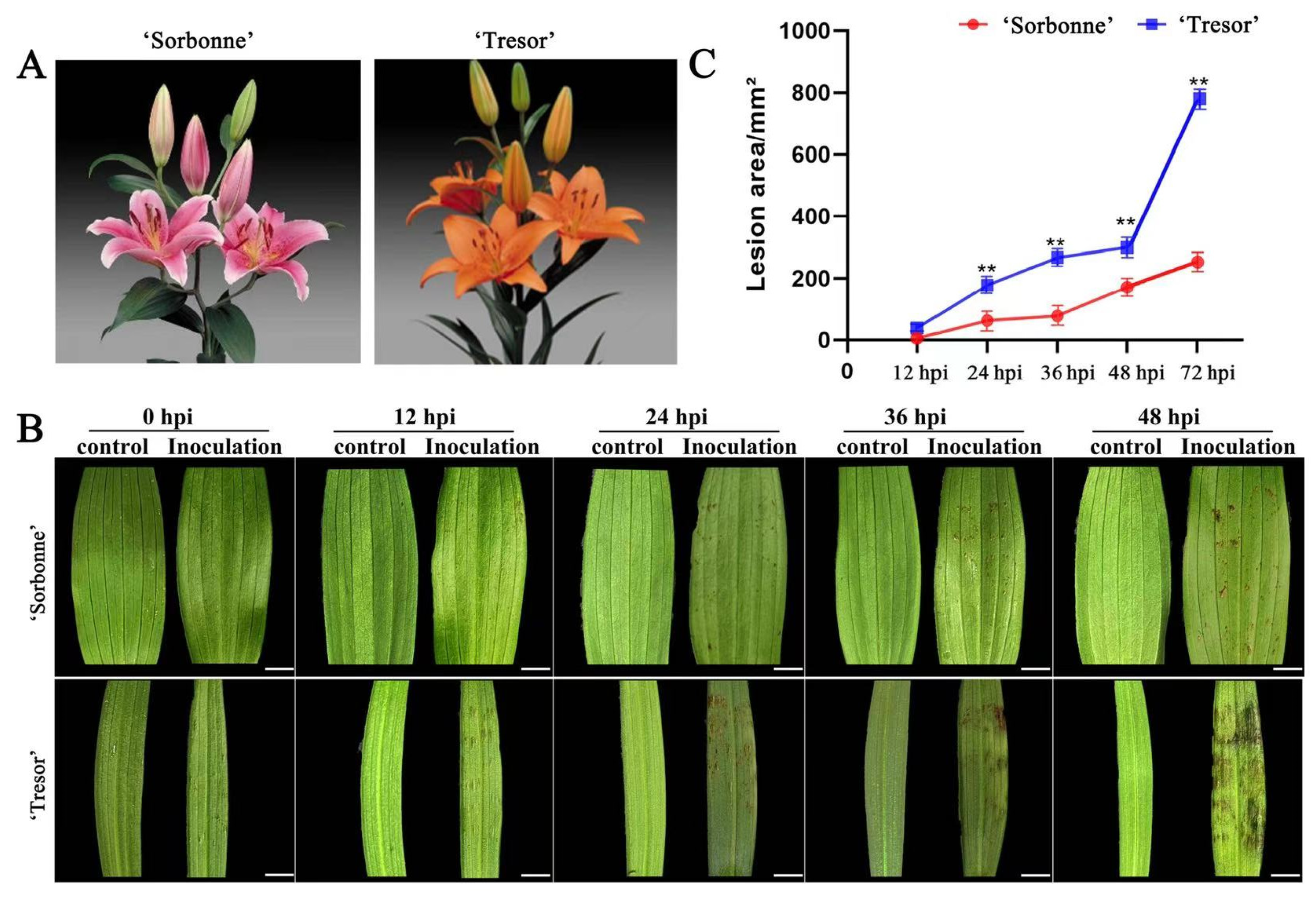 Ijms 25 11068 g001 Ijms 25 11068 g001