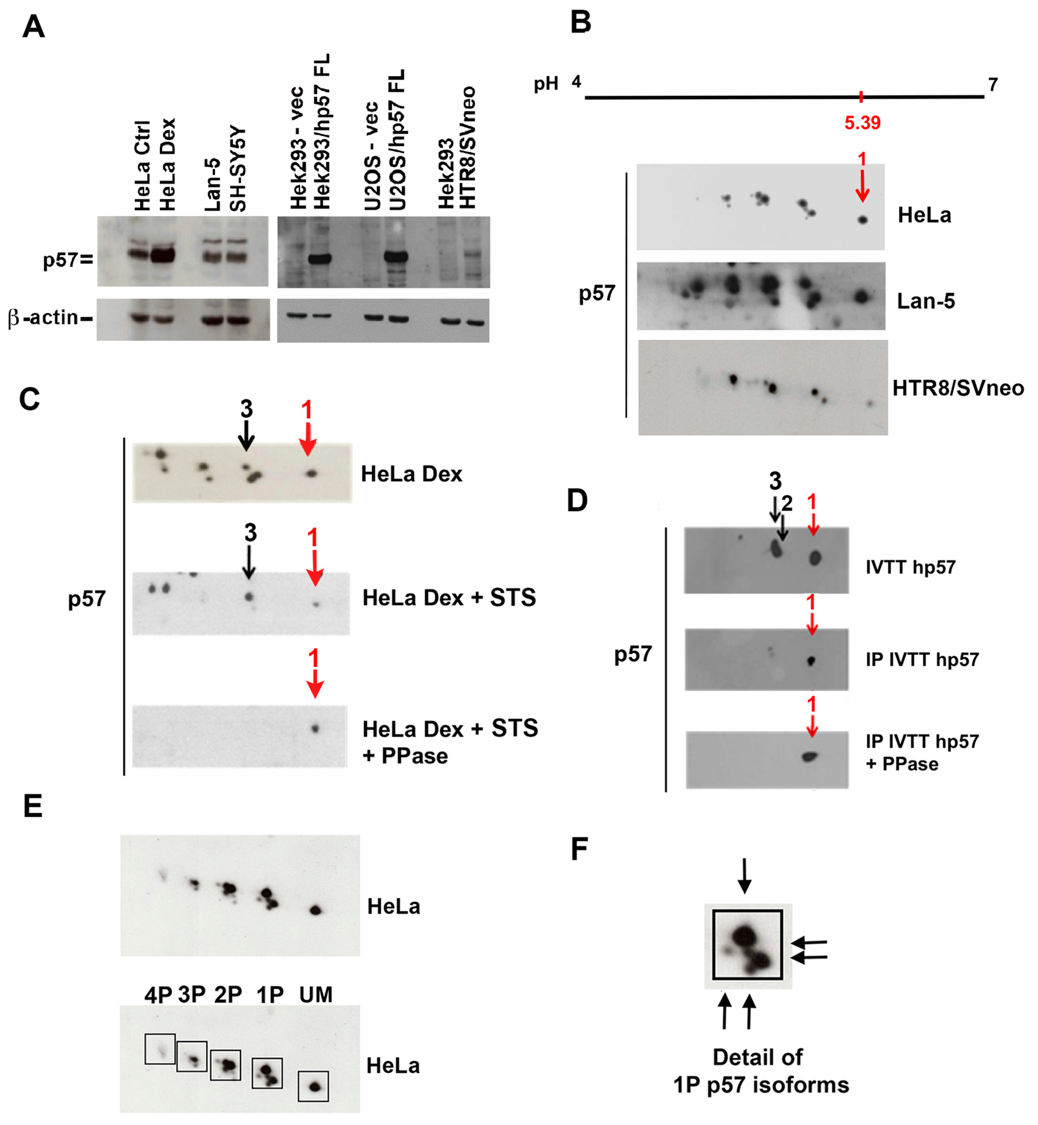 Ijms 25 11176 g001 Ijms 25 11176 g001
