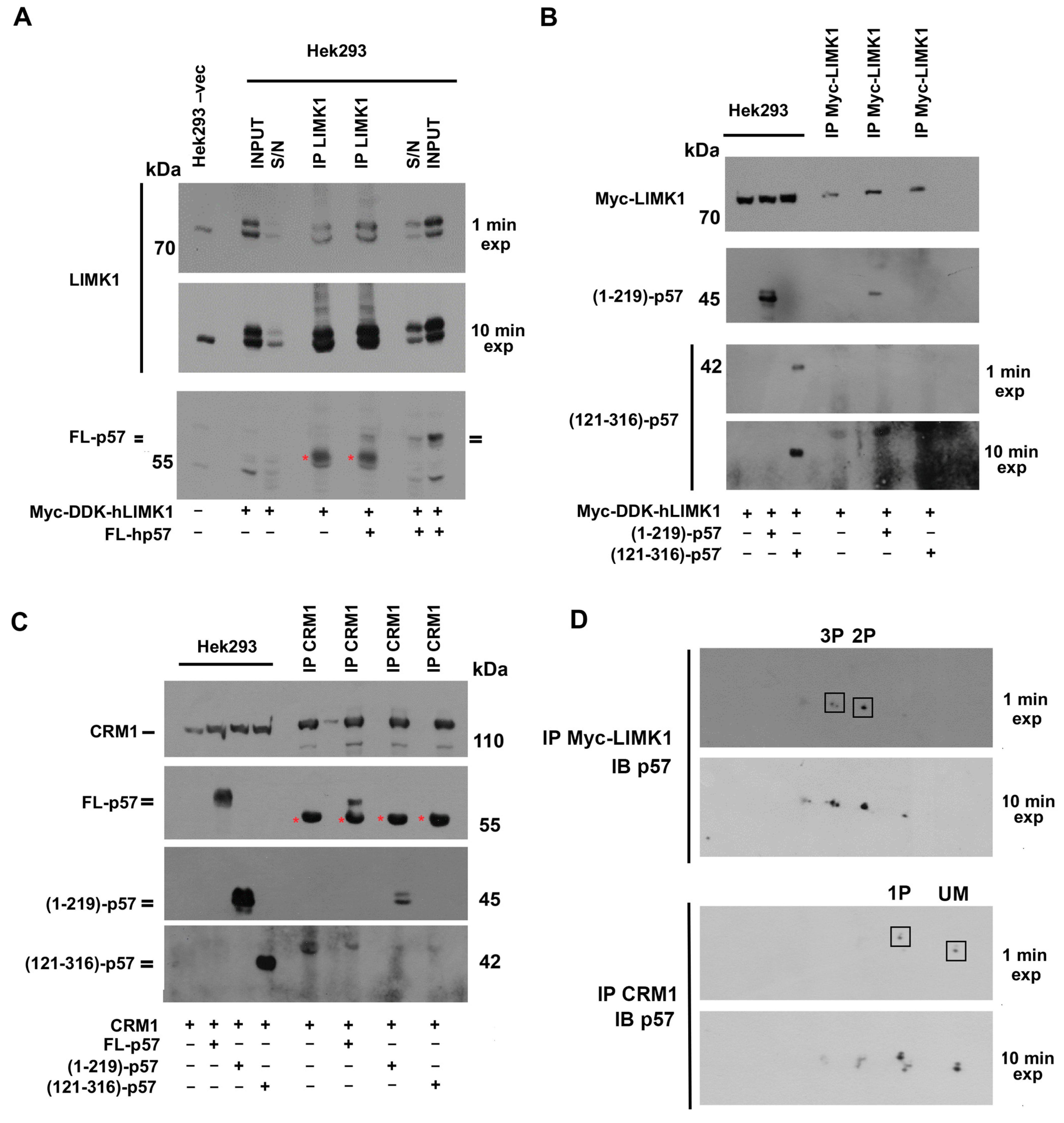 Ijms 25 11176 g004 Ijms 25 11176 g004