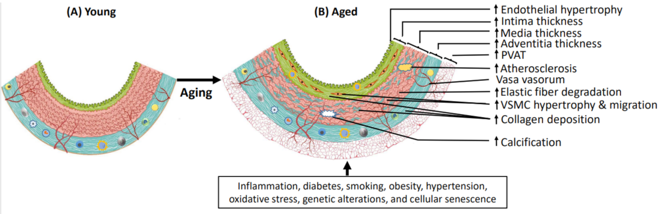 Ijms 25 11188 g001 Ijms 25 11188 g001