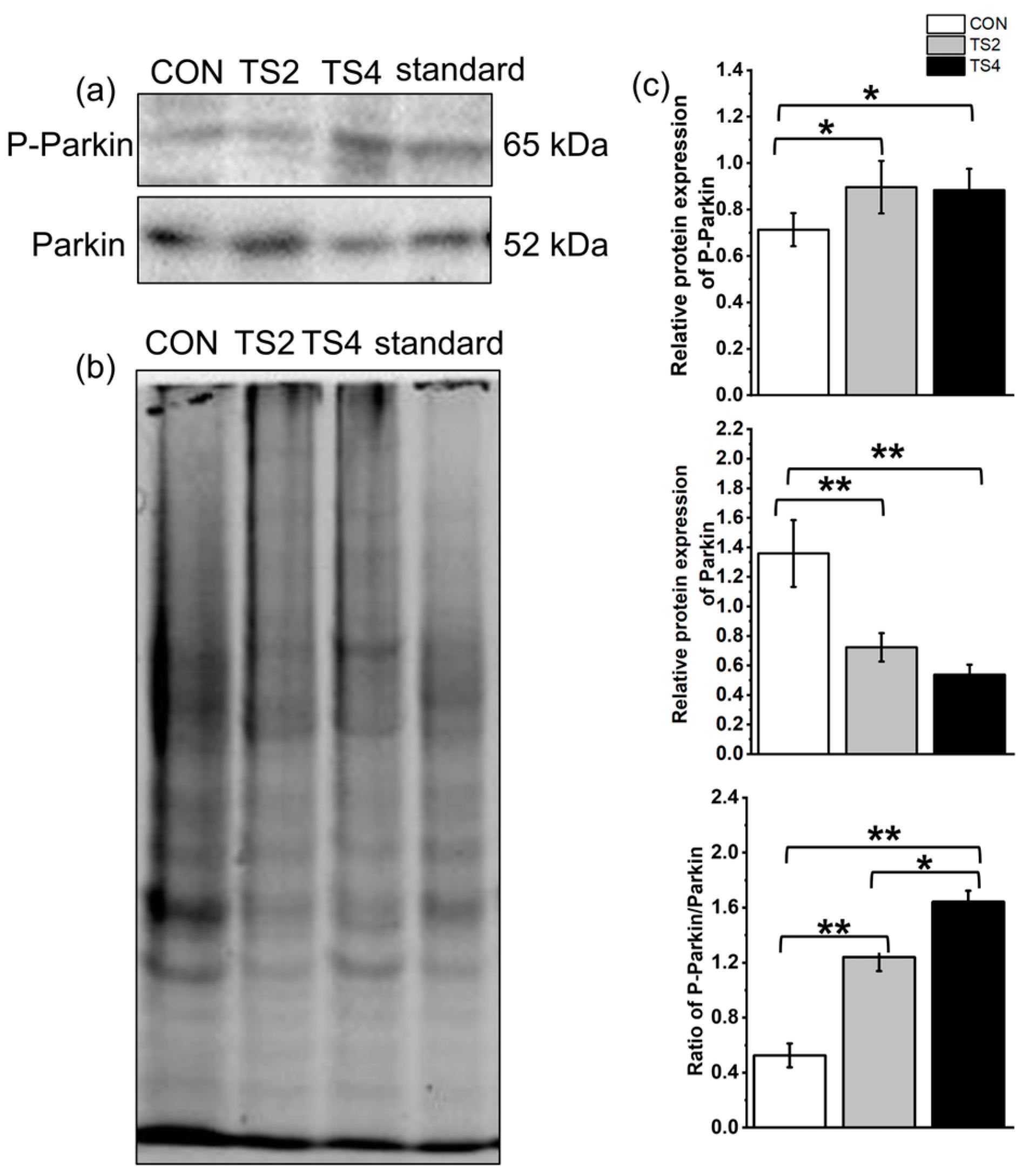 Ijms 25 11196 g008 Ijms 25 11196 g008