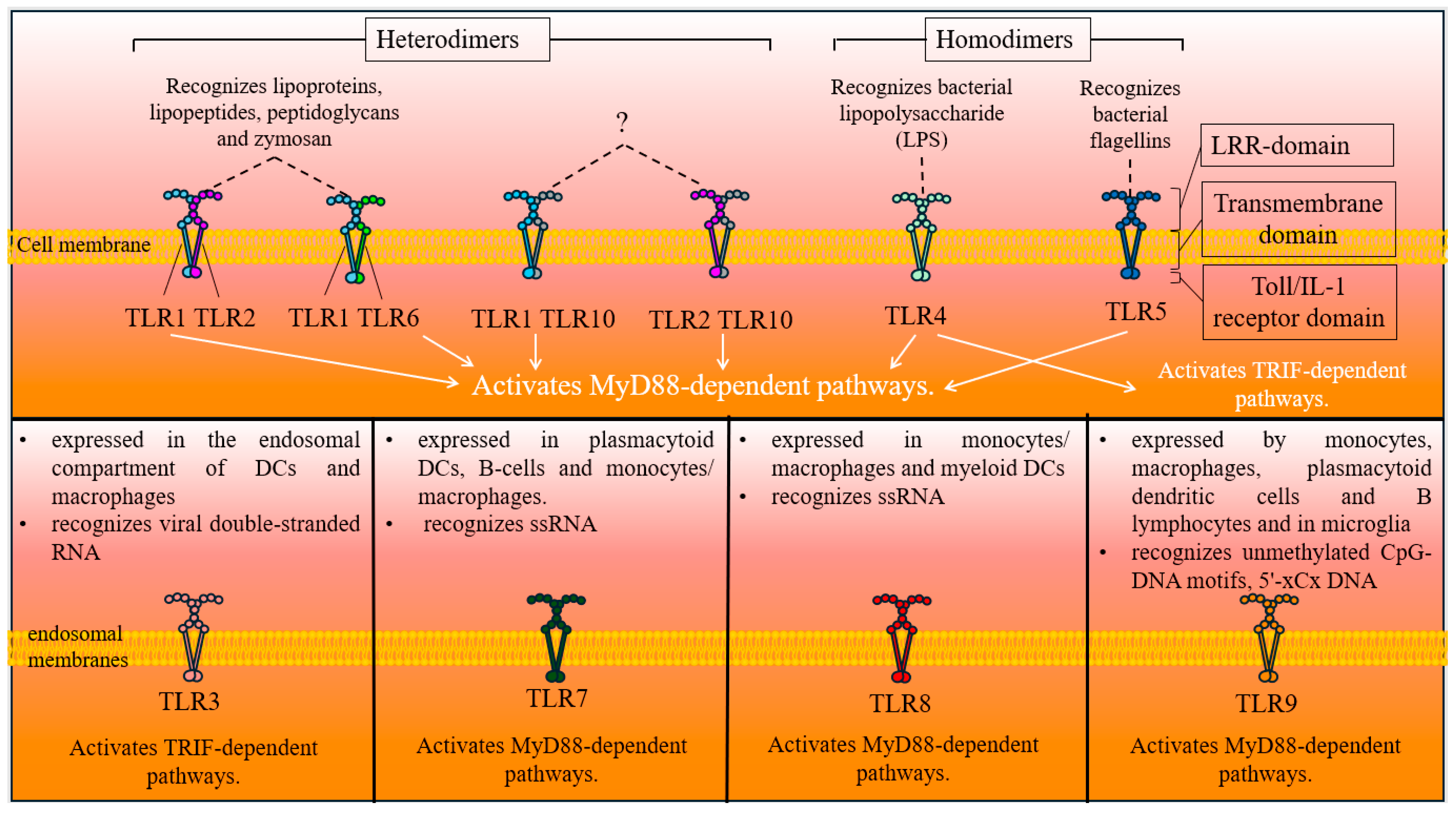 Ijms 25 11267 g001 Ijms 25 11267 g001