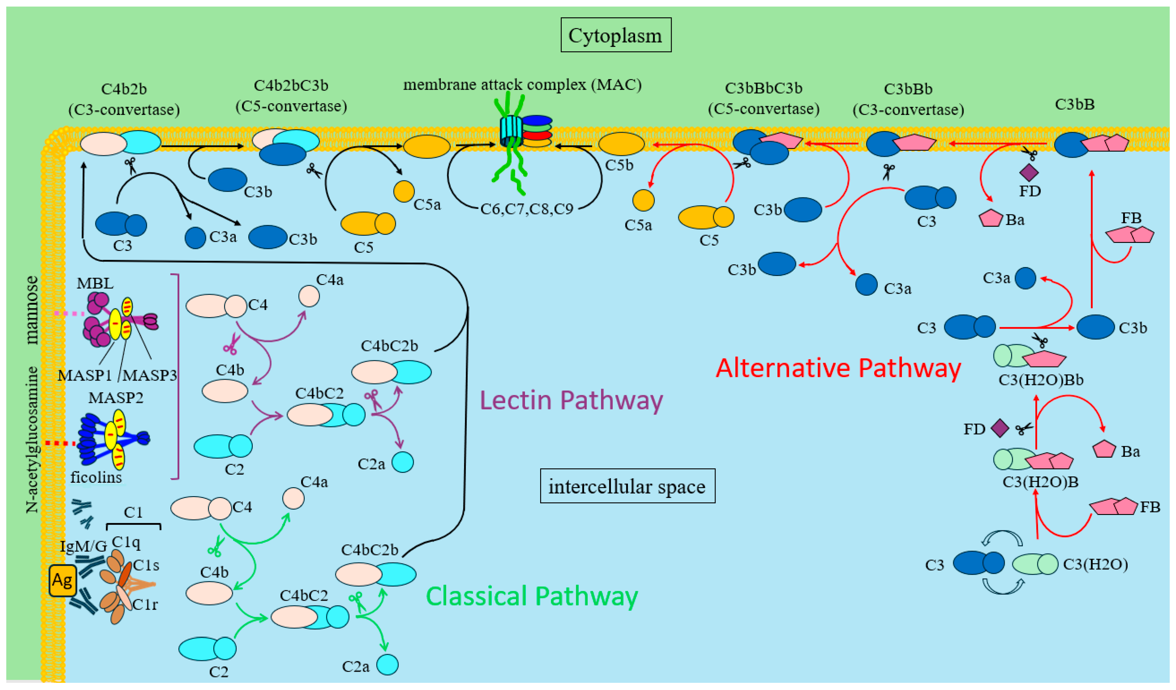 Ijms 25 11267 g002 Ijms 25 11267 g002