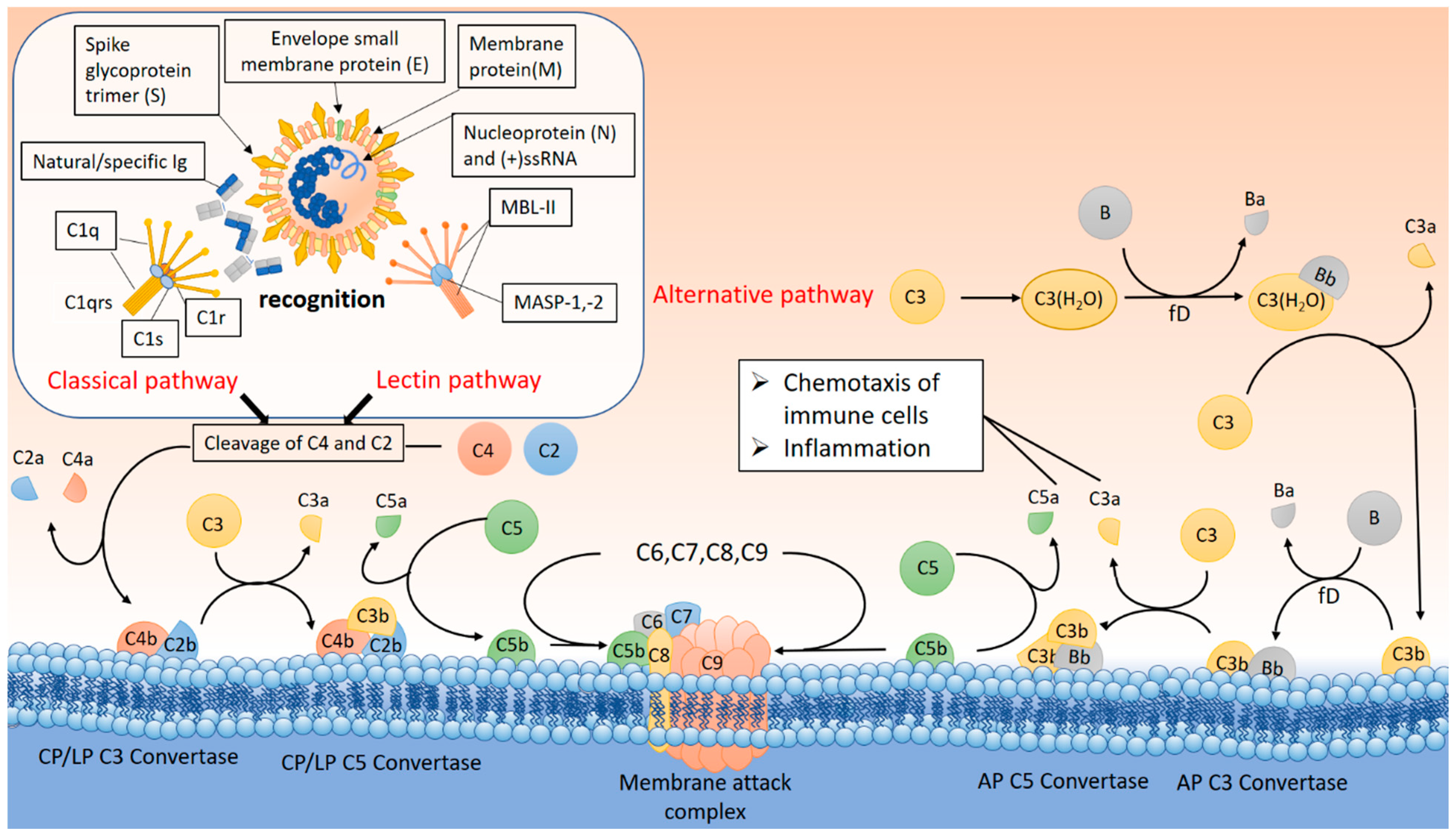 Ijms 25 11267 g003 Ijms 25 11267 g003