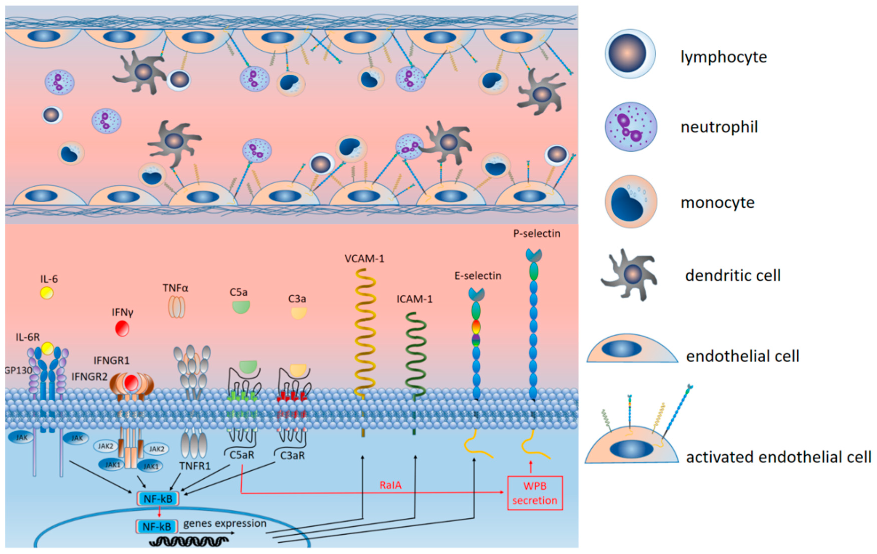 Ijms 25 11267 g006 Ijms 25 11267 g006