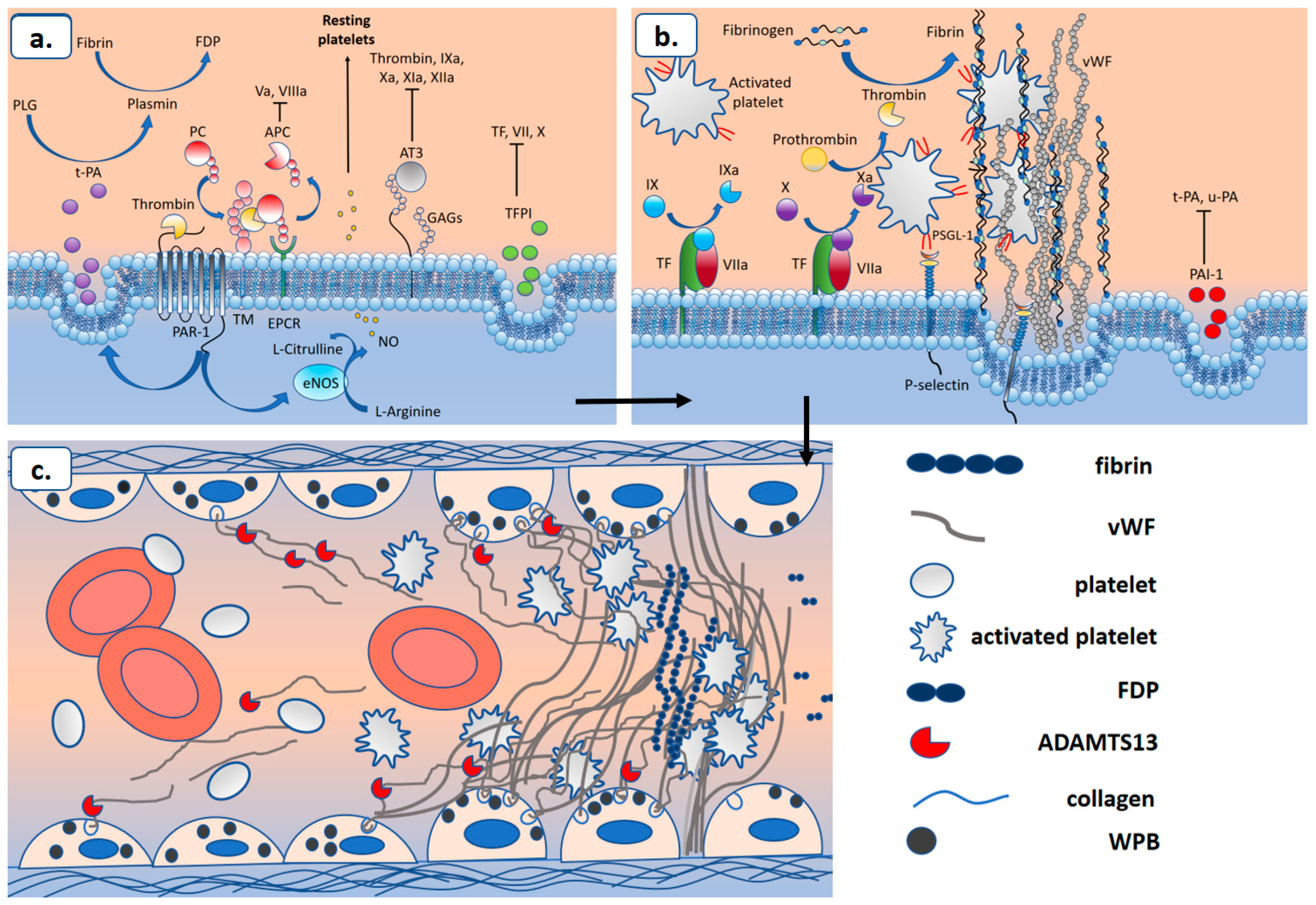 Ijms 25 11267 g007 Ijms 25 11267 g007