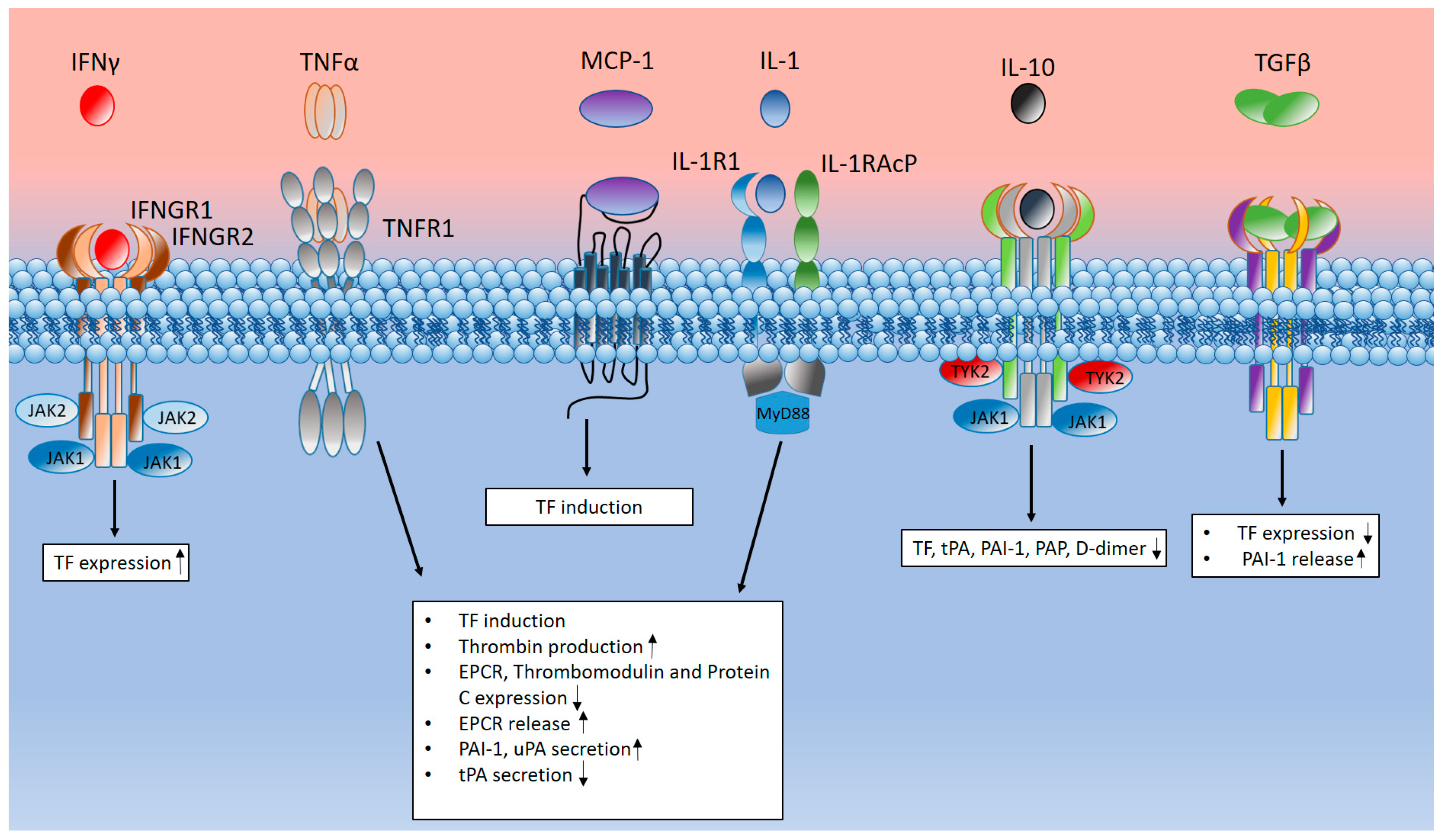 Ijms 25 11267 g008 Ijms 25 11267 g008