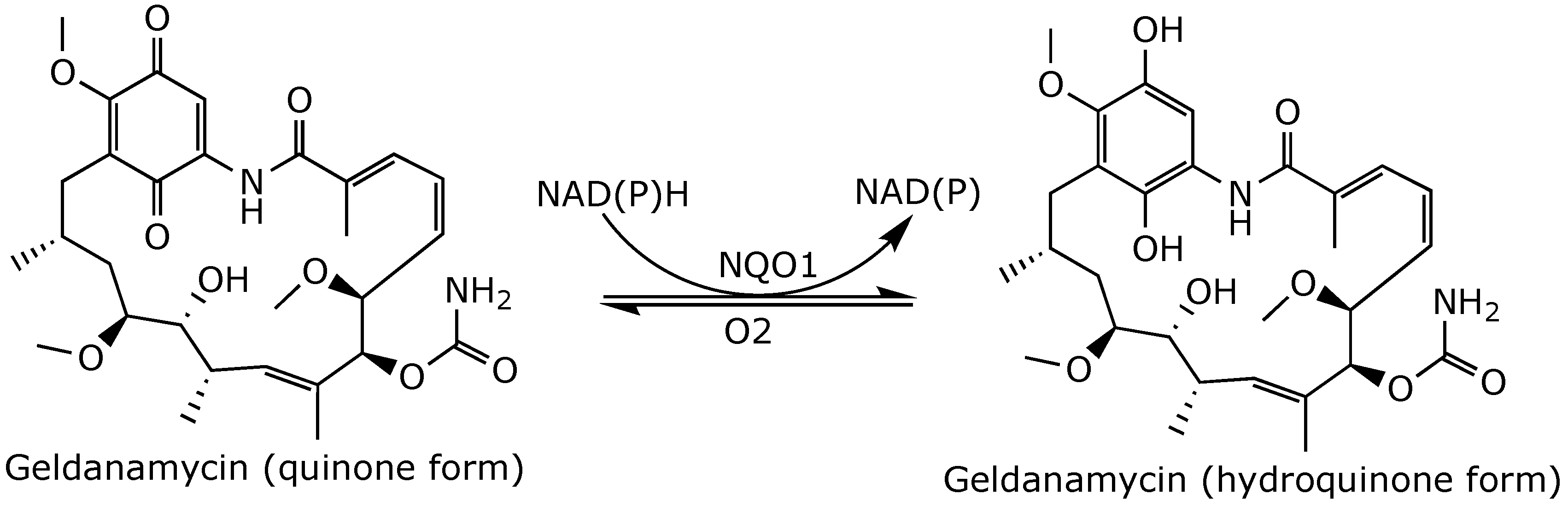 Ijms 25 11293 g004 Ijms 25 11293 g004