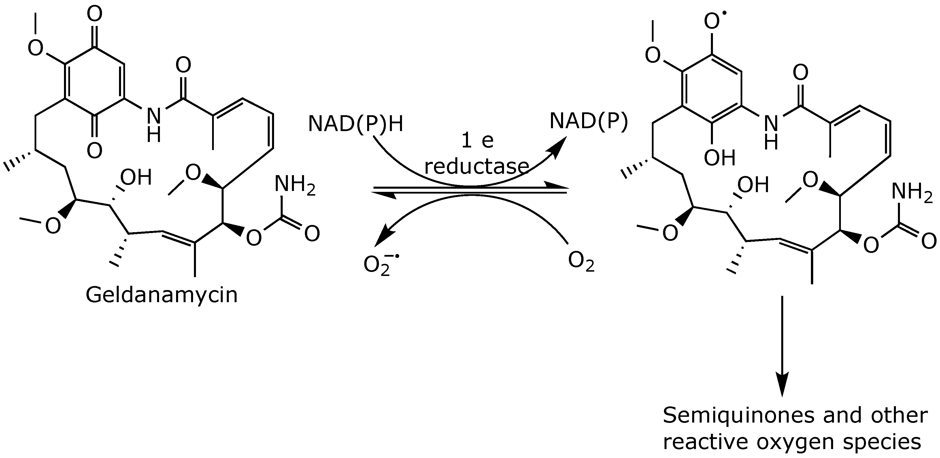 Ijms 25 11293 g007 Ijms 25 11293 g007