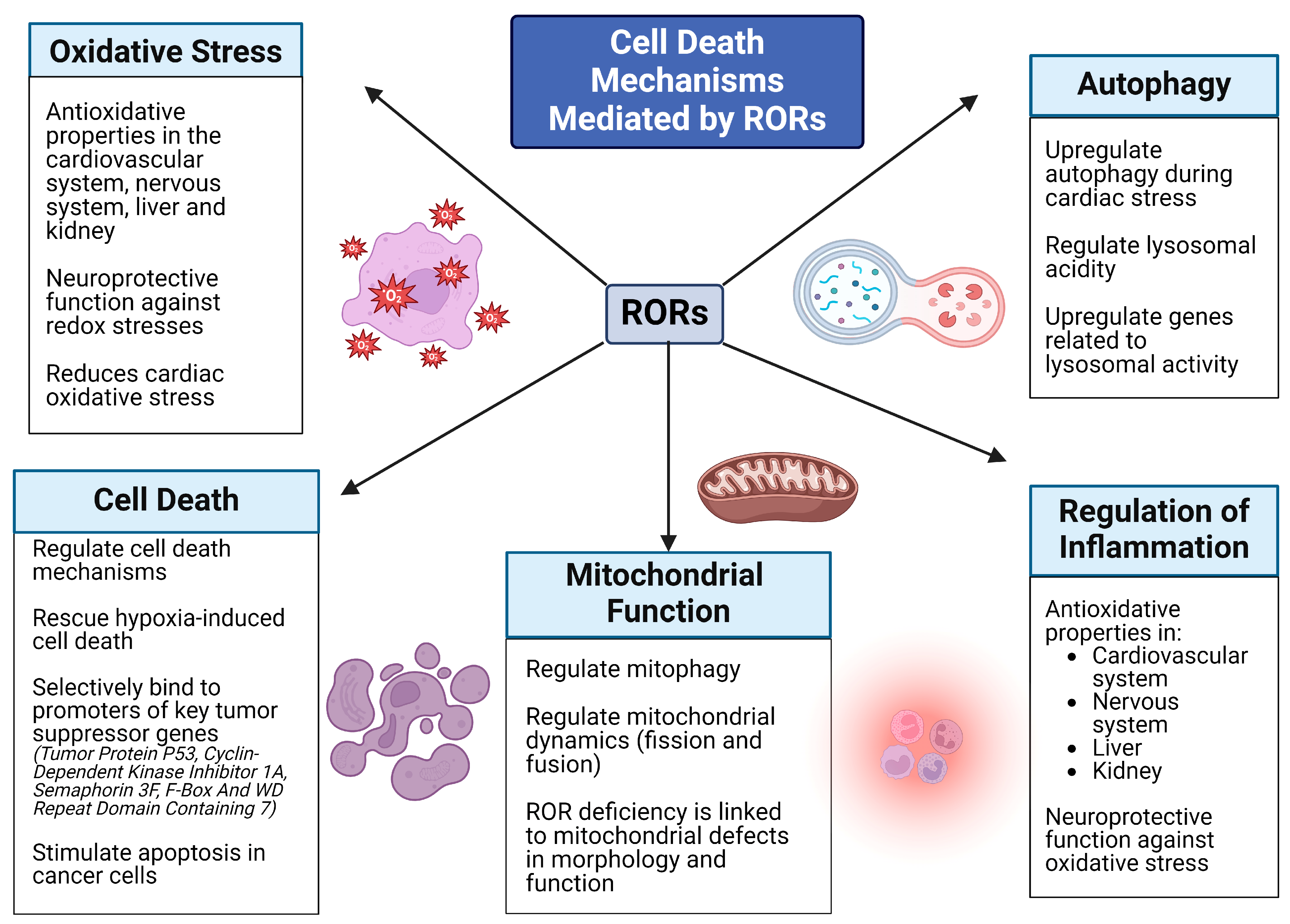 Ijms 25 11340 g002 Ijms 25 11340 g002