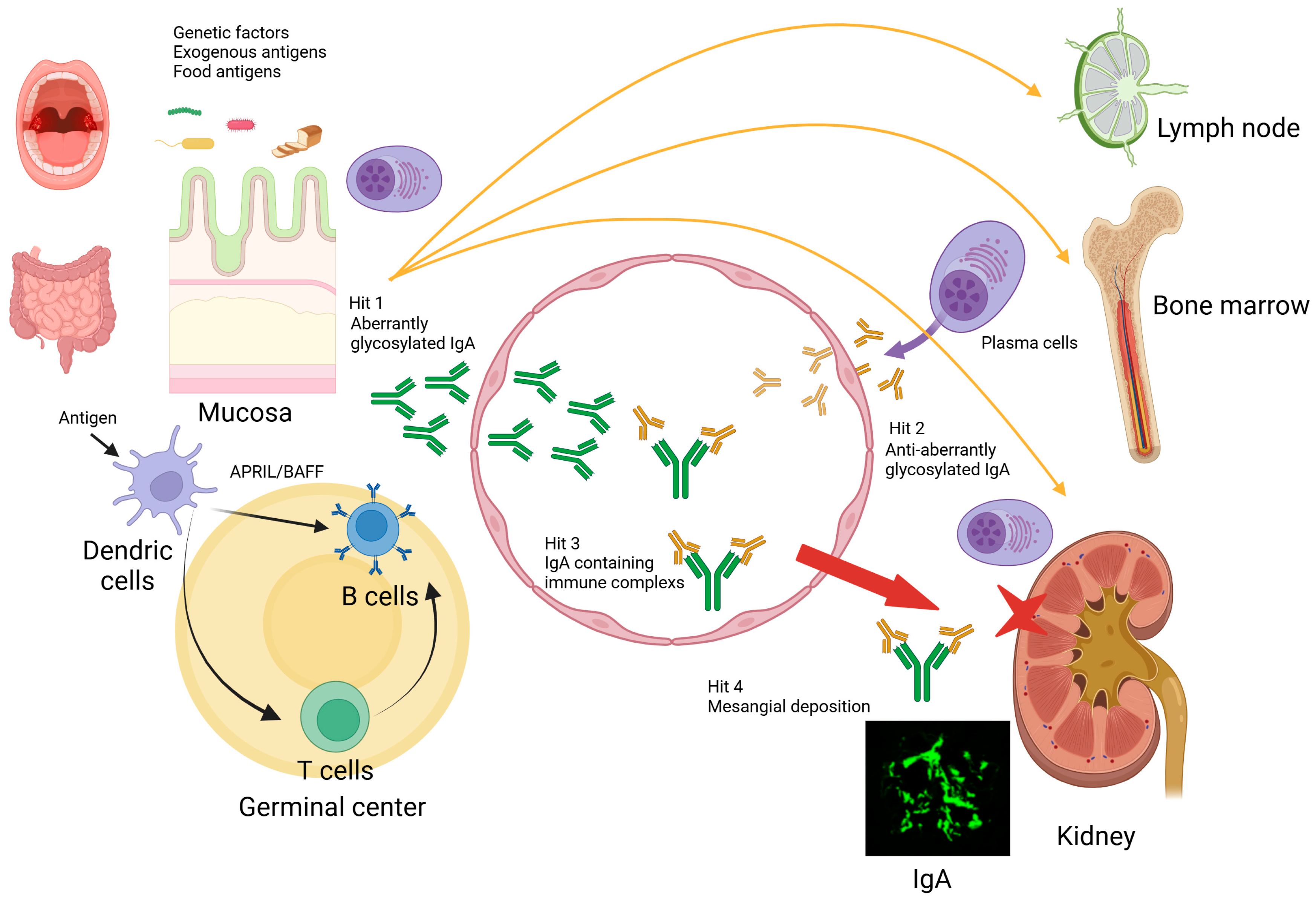 Ijms 25 11484 g001 Ijms 25 11484 g001