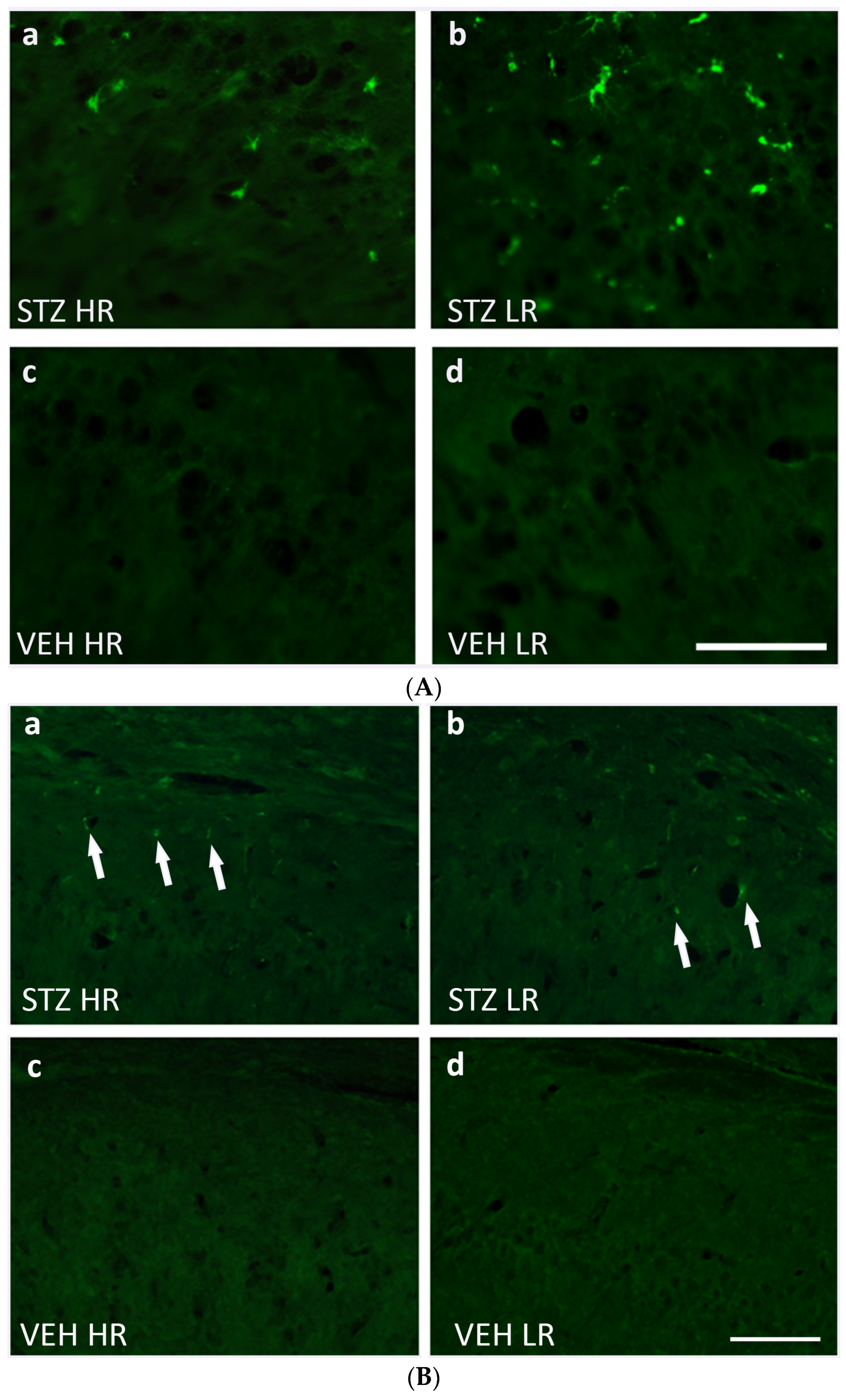Ijms 25 11562 g005 Ijms 25 11562 g005