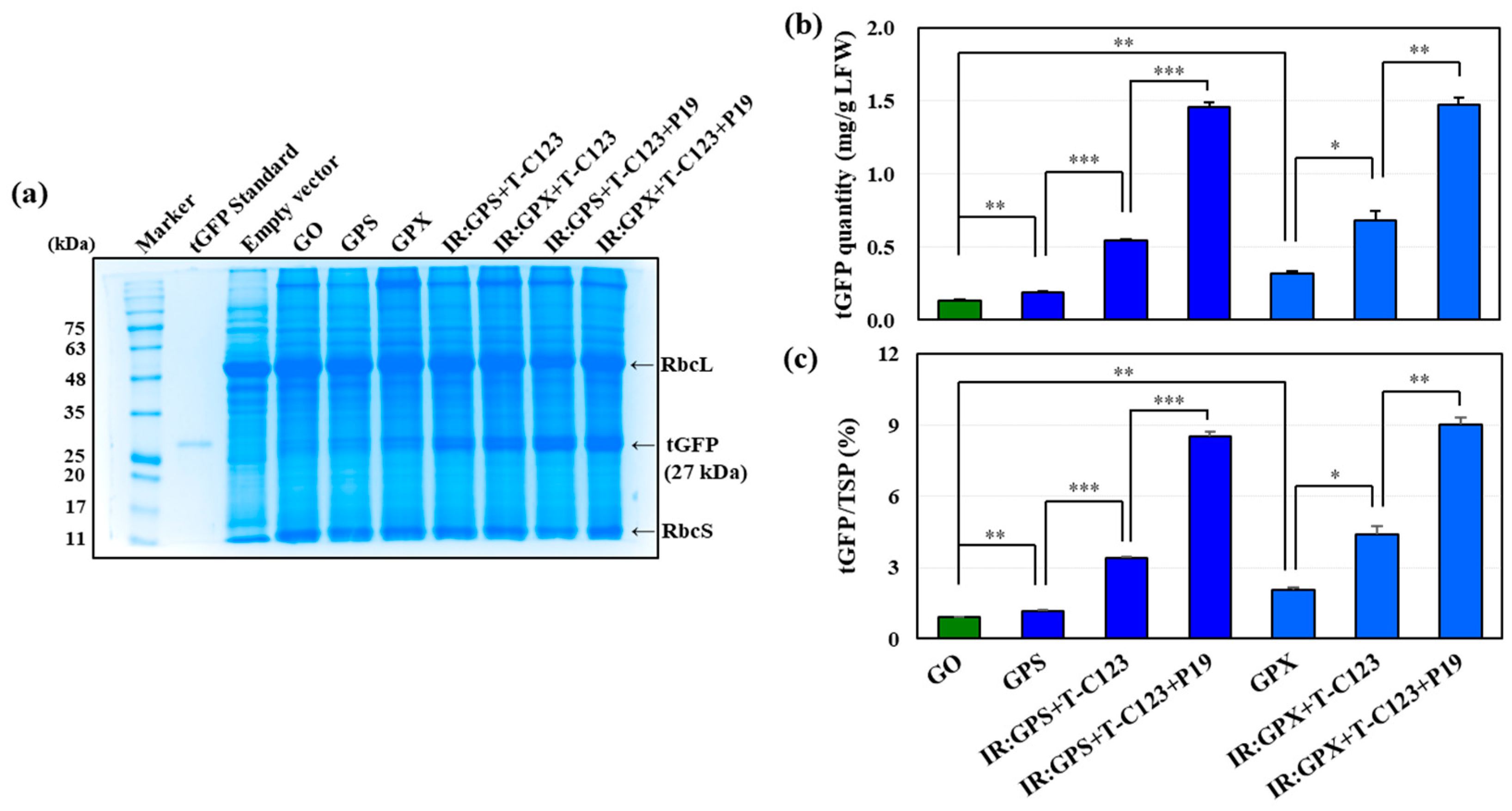 Ijms 25 11573 g004 Ijms 25 11573 g004