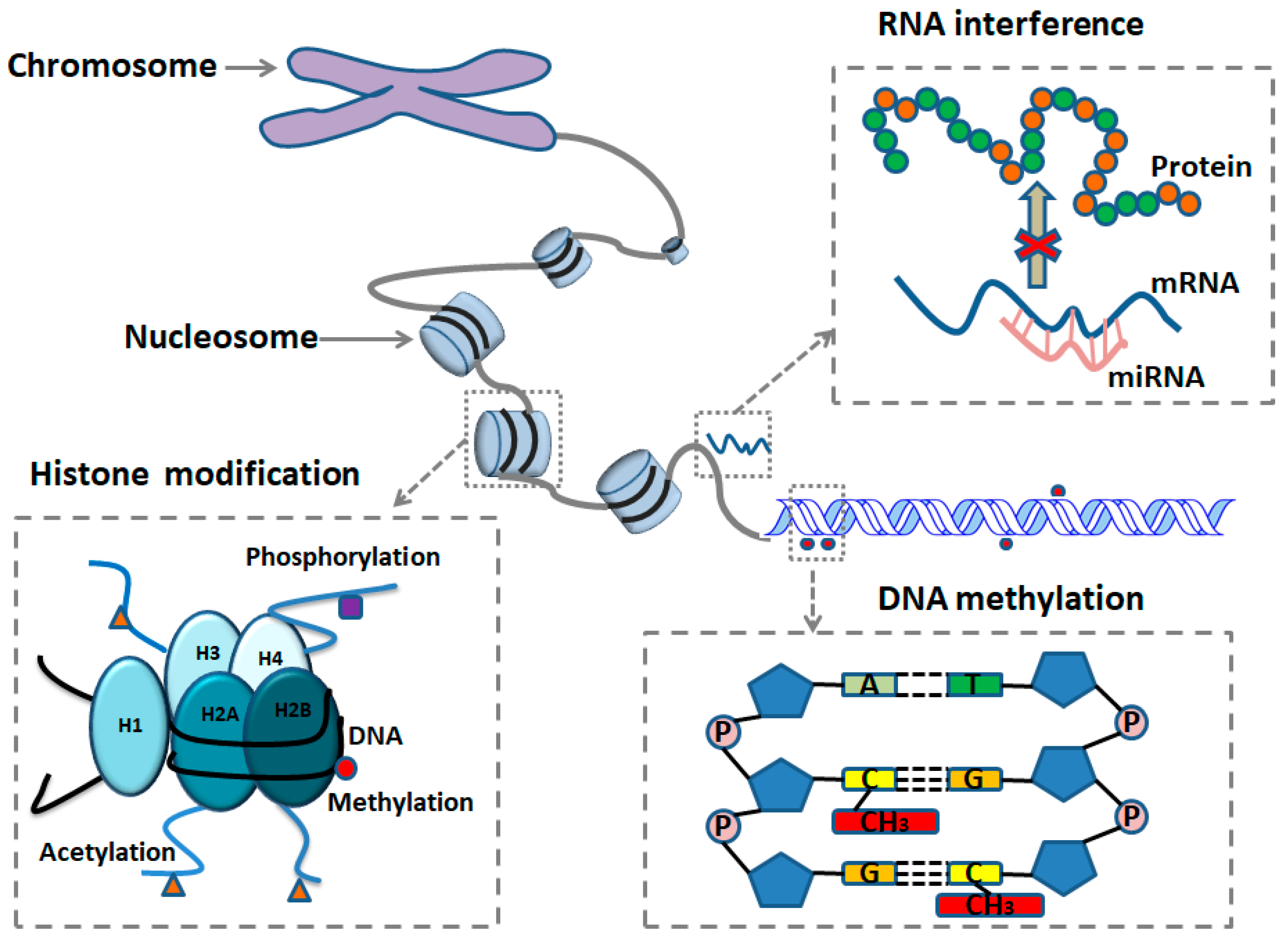 Ijms 25 11599 g001 Ijms 25 11599 g001
