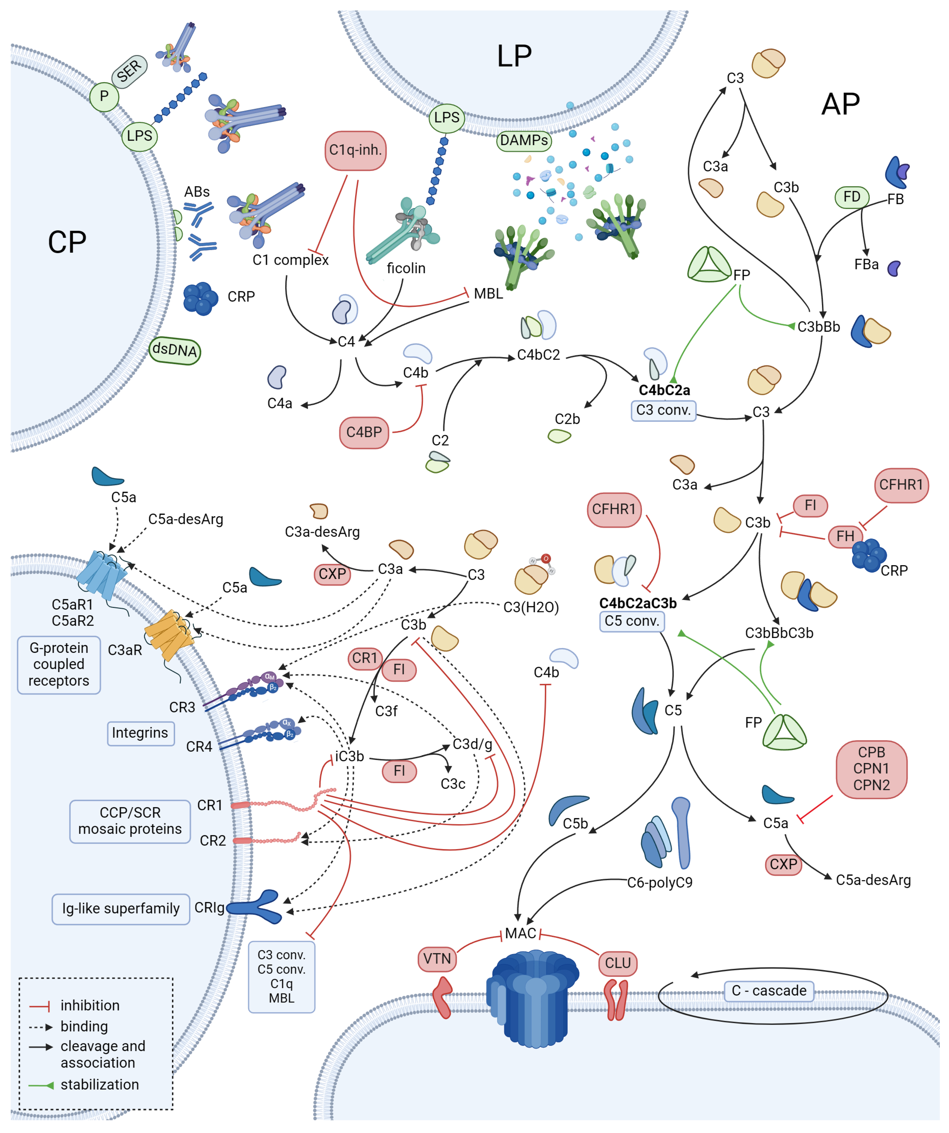 Ijms 25 11608 g001 Ijms 25 11608 g001