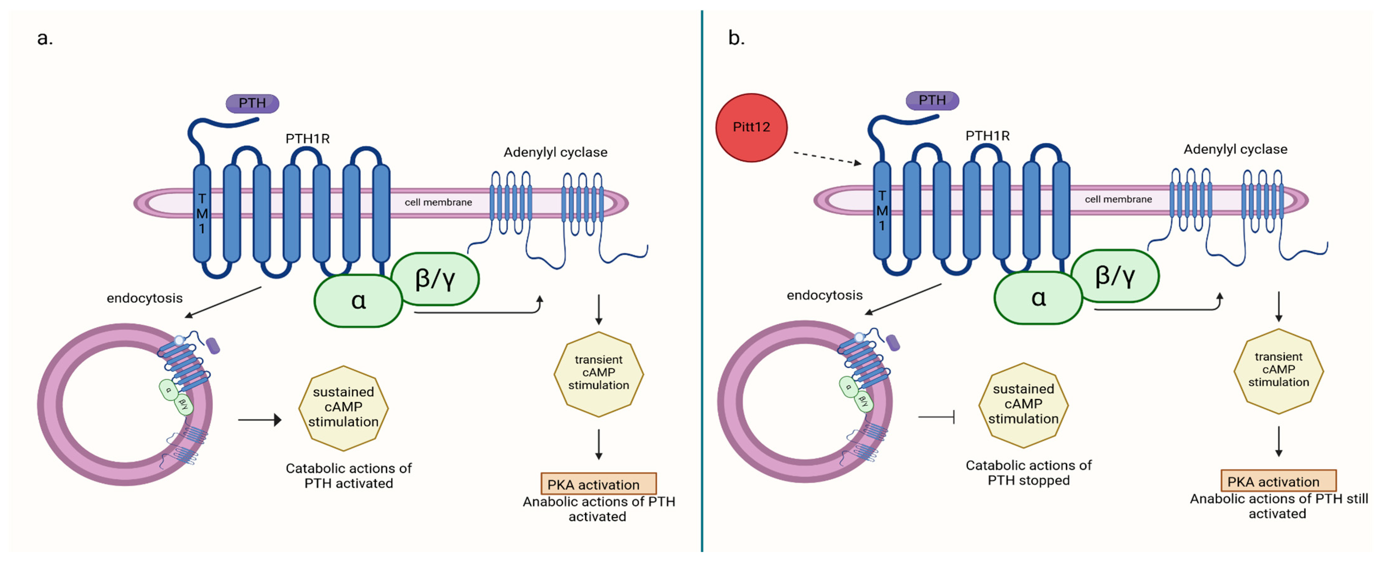Ijms 25 11639 g001 Ijms 25 11639 g001