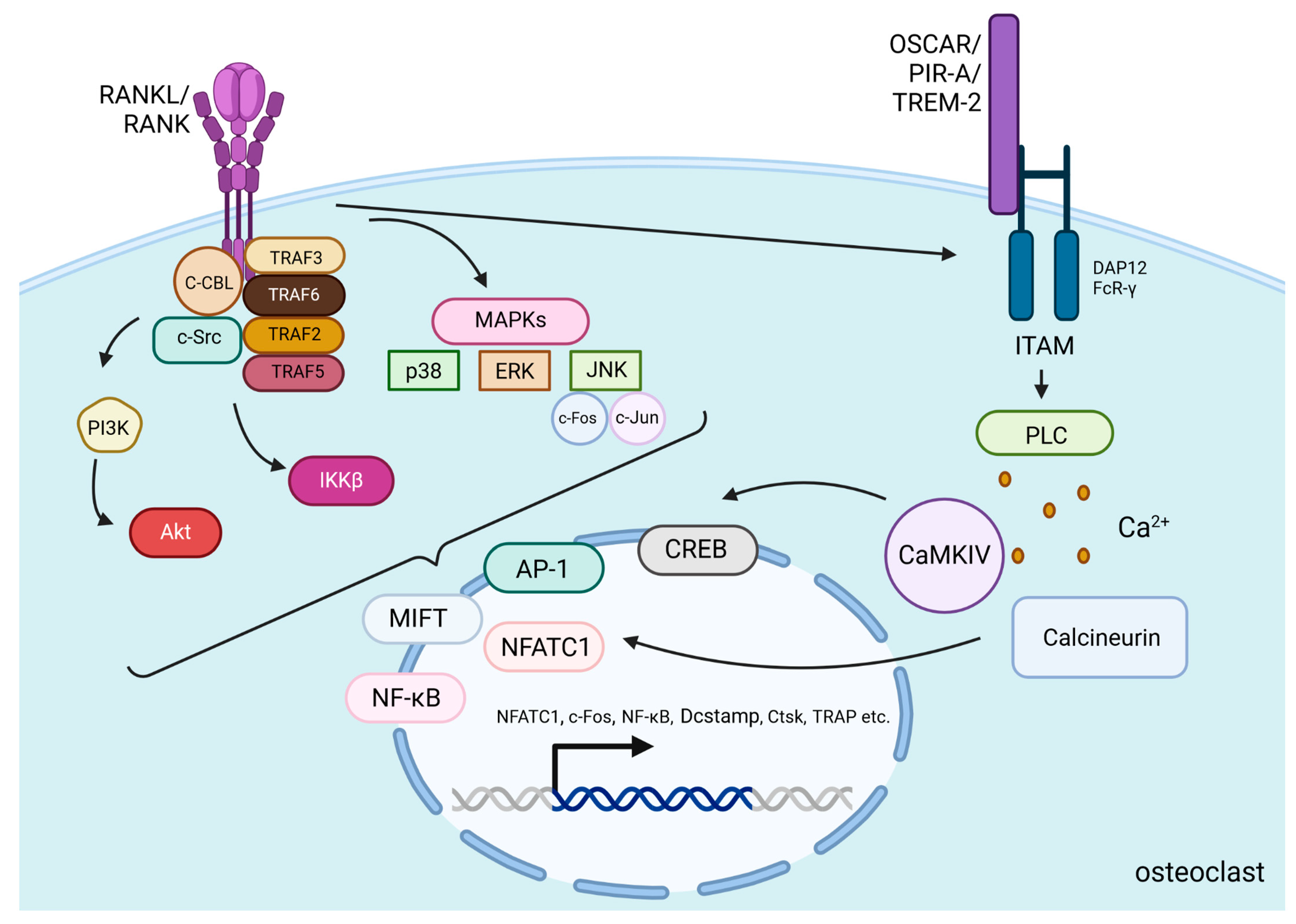 Ijms 25 11639 g002 Ijms 25 11639 g002