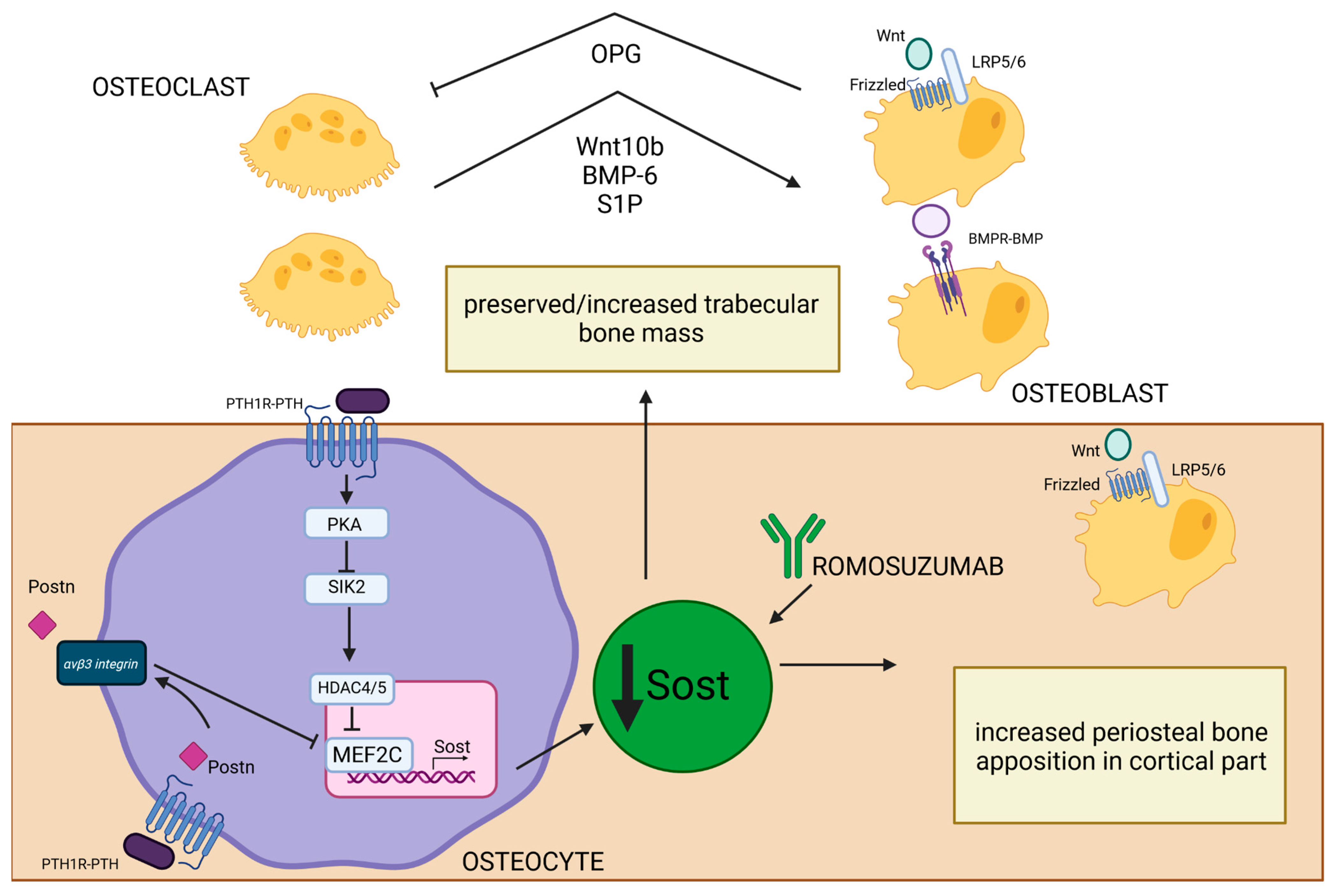 Ijms 25 11639 g004 Ijms 25 11639 g004