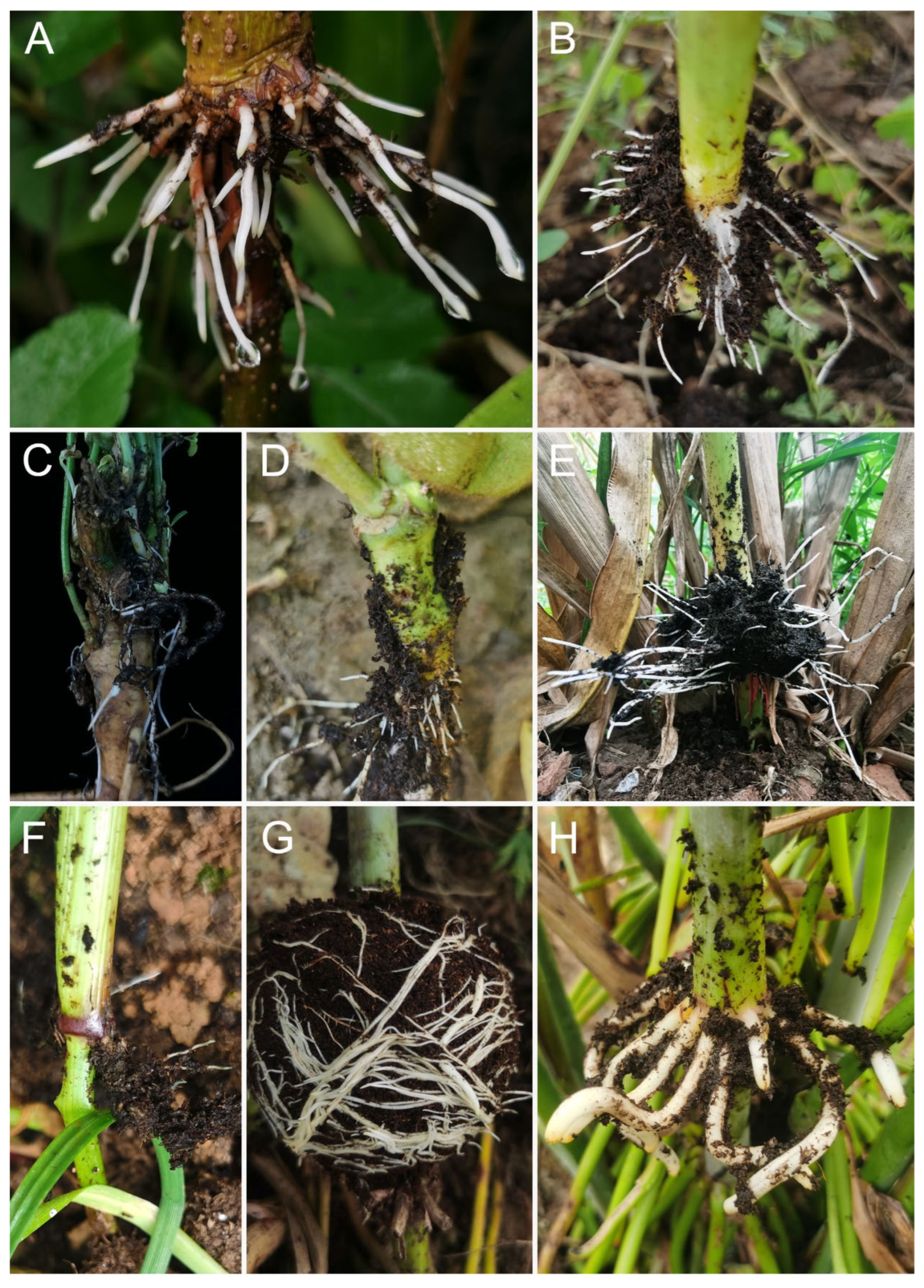 Ijms 25 11723 g002 Ijms 25 11723 g002