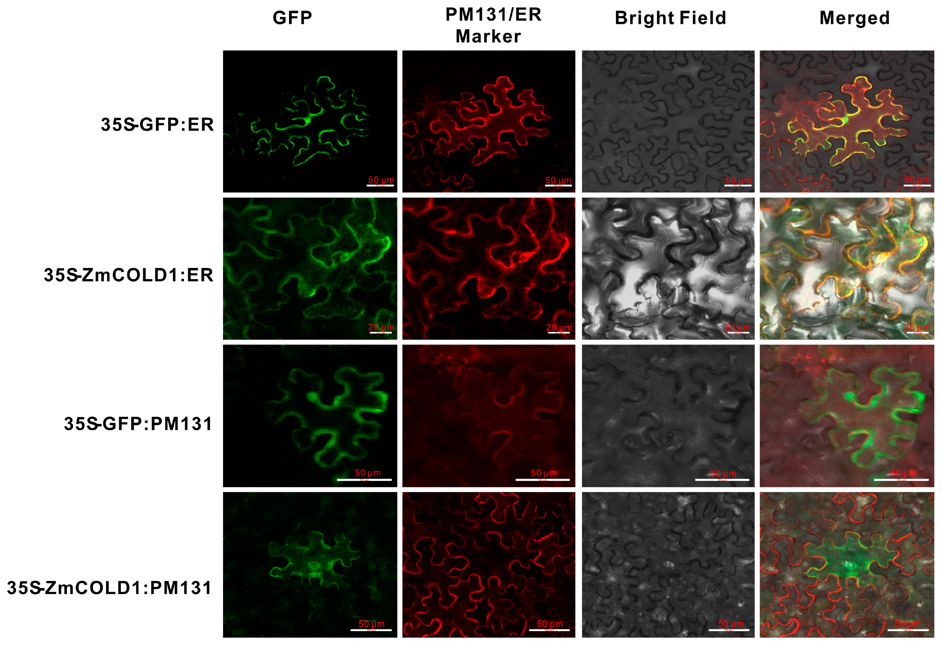 Ijms 25 11755 g003 Ijms 25 11755 g003