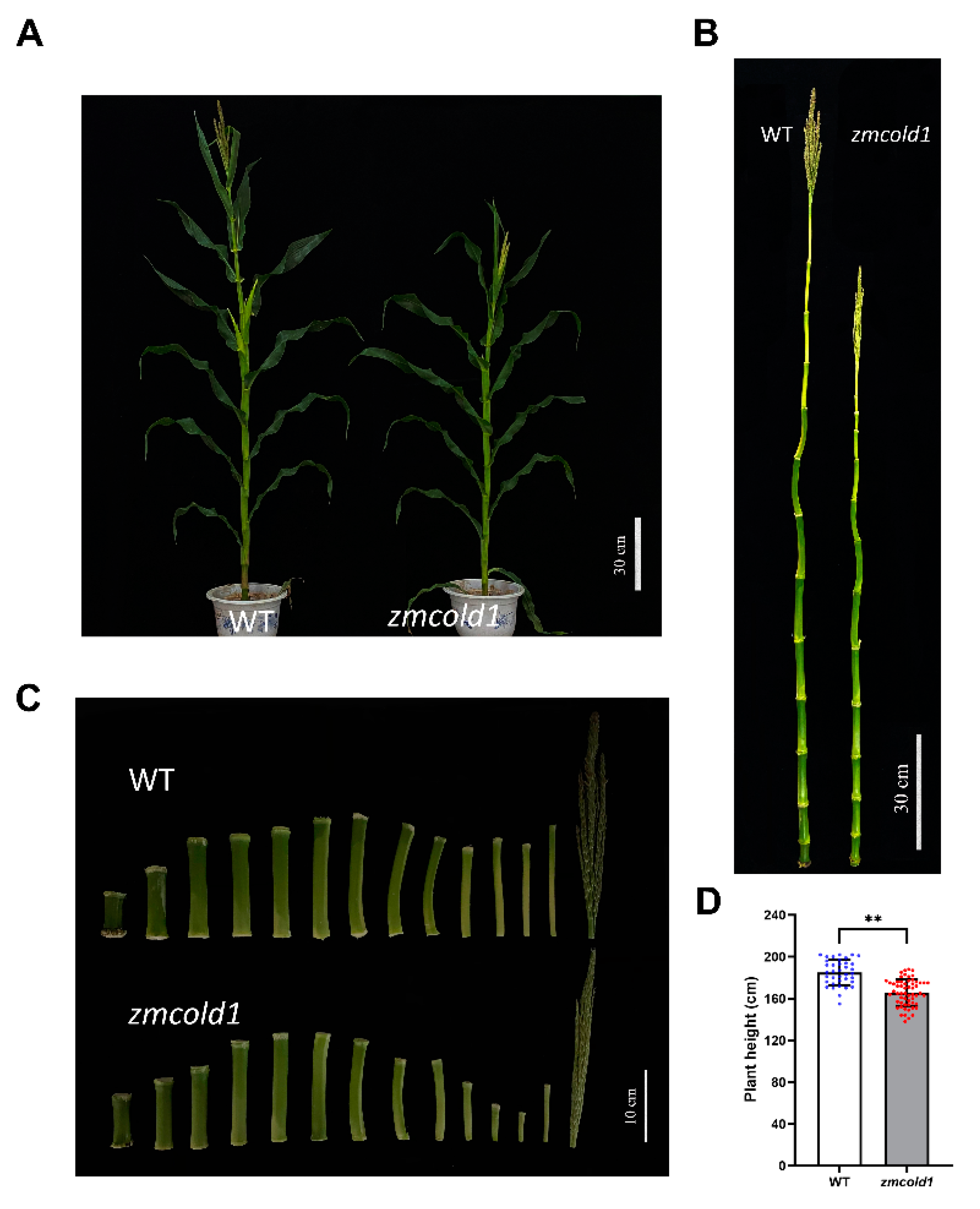 Ijms 25 11755 g005 Ijms 25 11755 g005