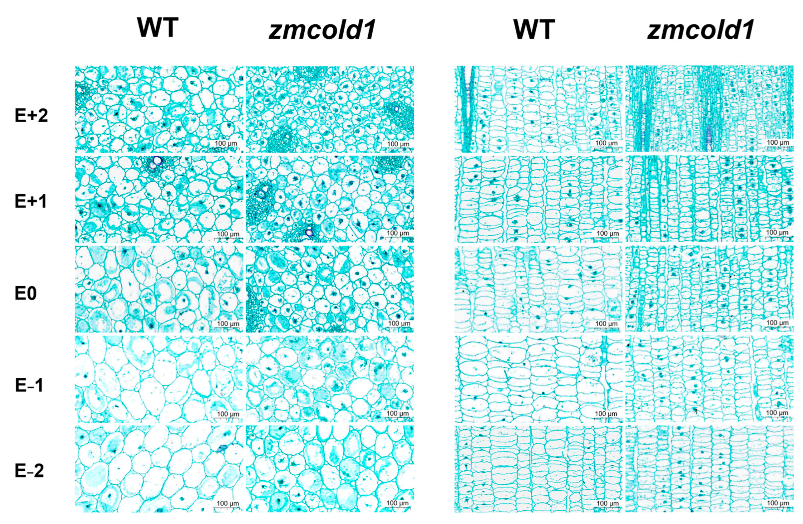 Ijms 25 11755 g007 Ijms 25 11755 g007
