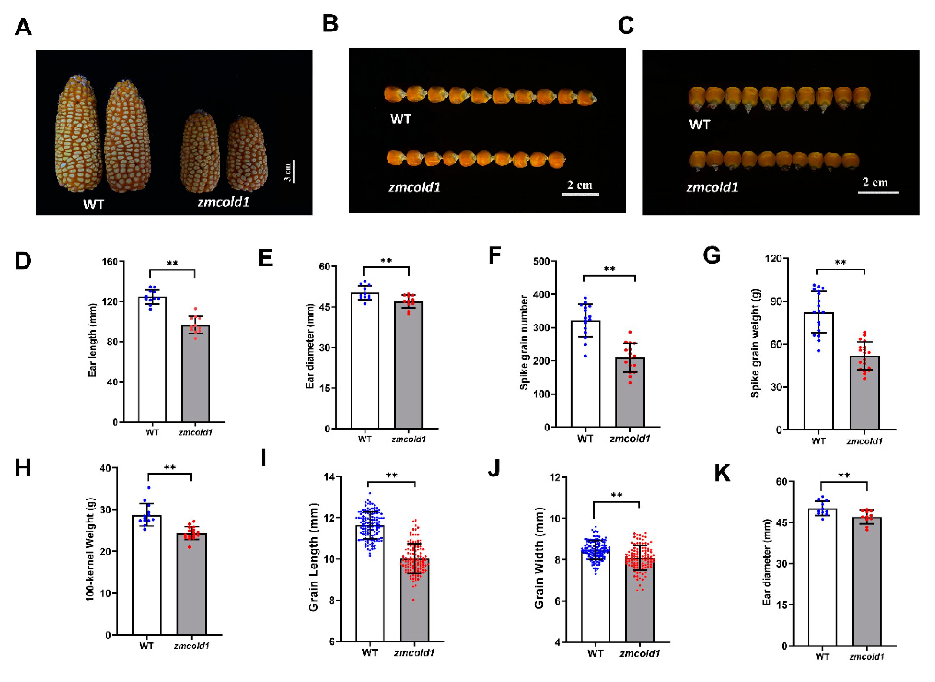 Ijms 25 11755 g008 Ijms 25 11755 g008