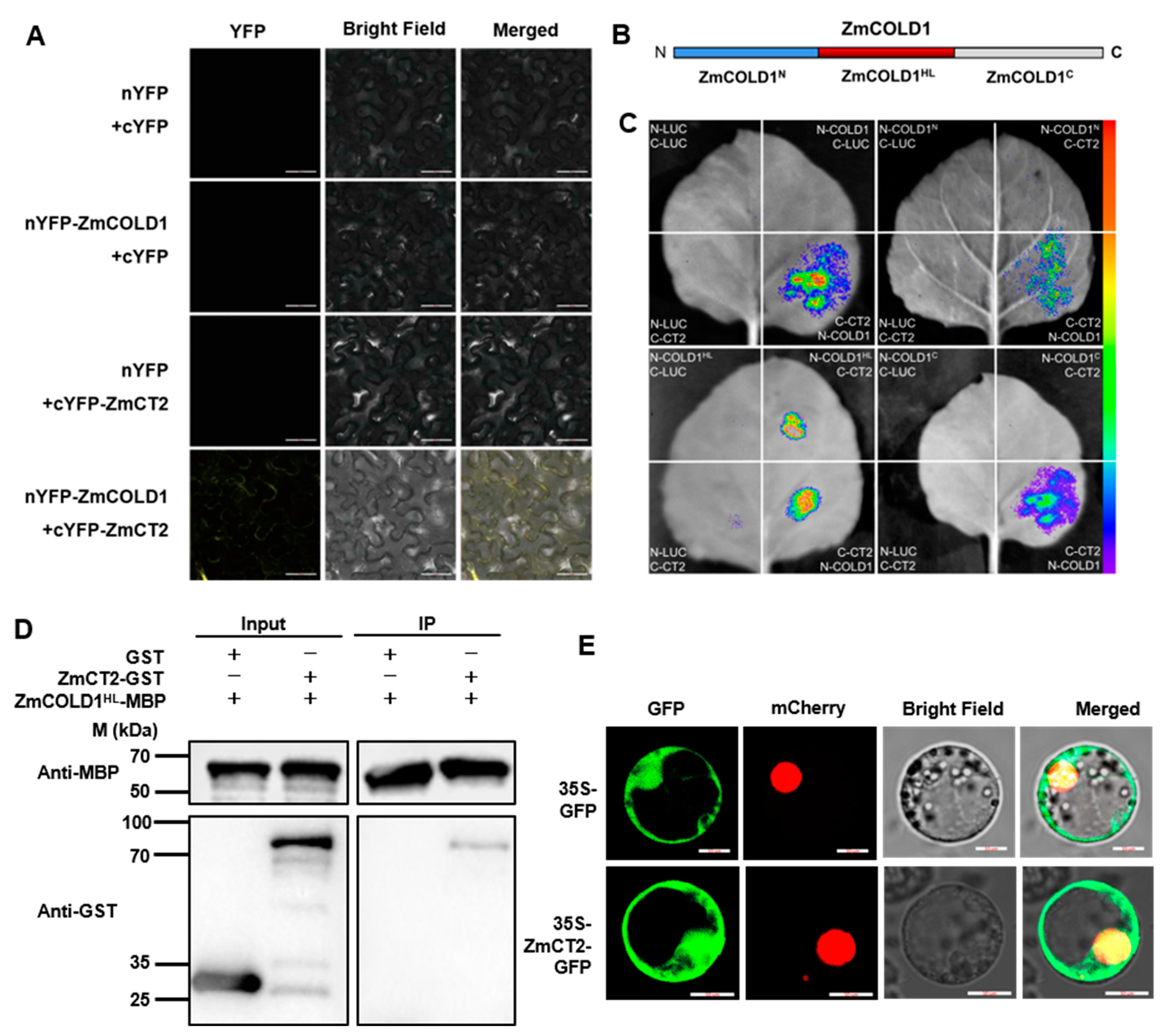 Ijms 25 11755 g010 Ijms 25 11755 g010