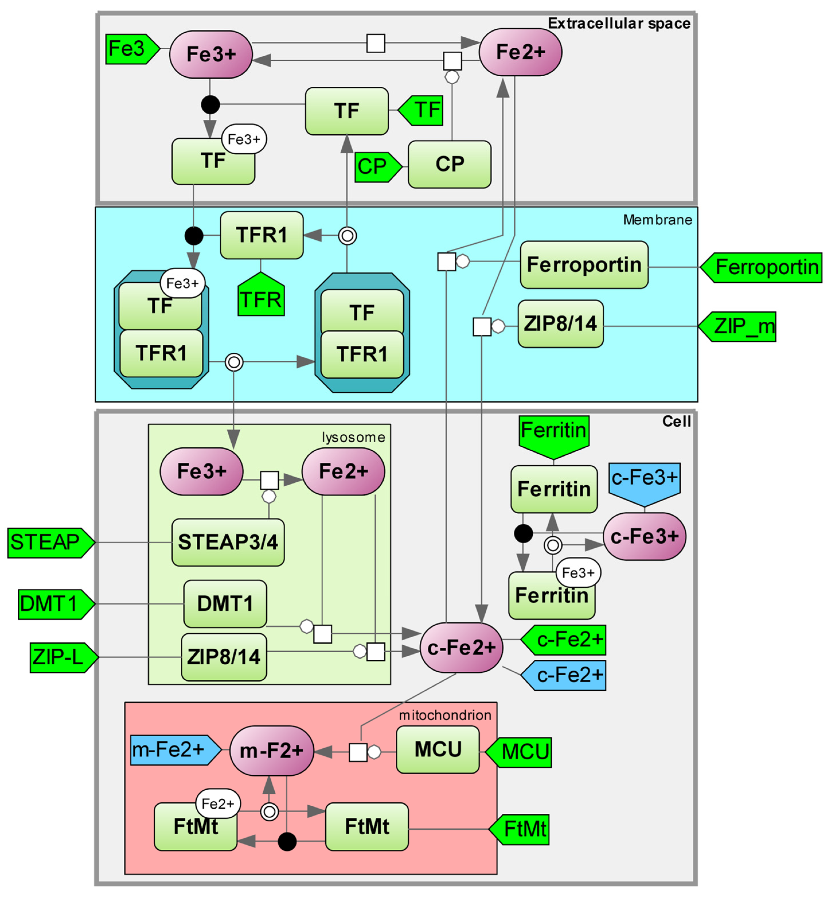 Ijms 25 11782 g003 Ijms 25 11782 g003