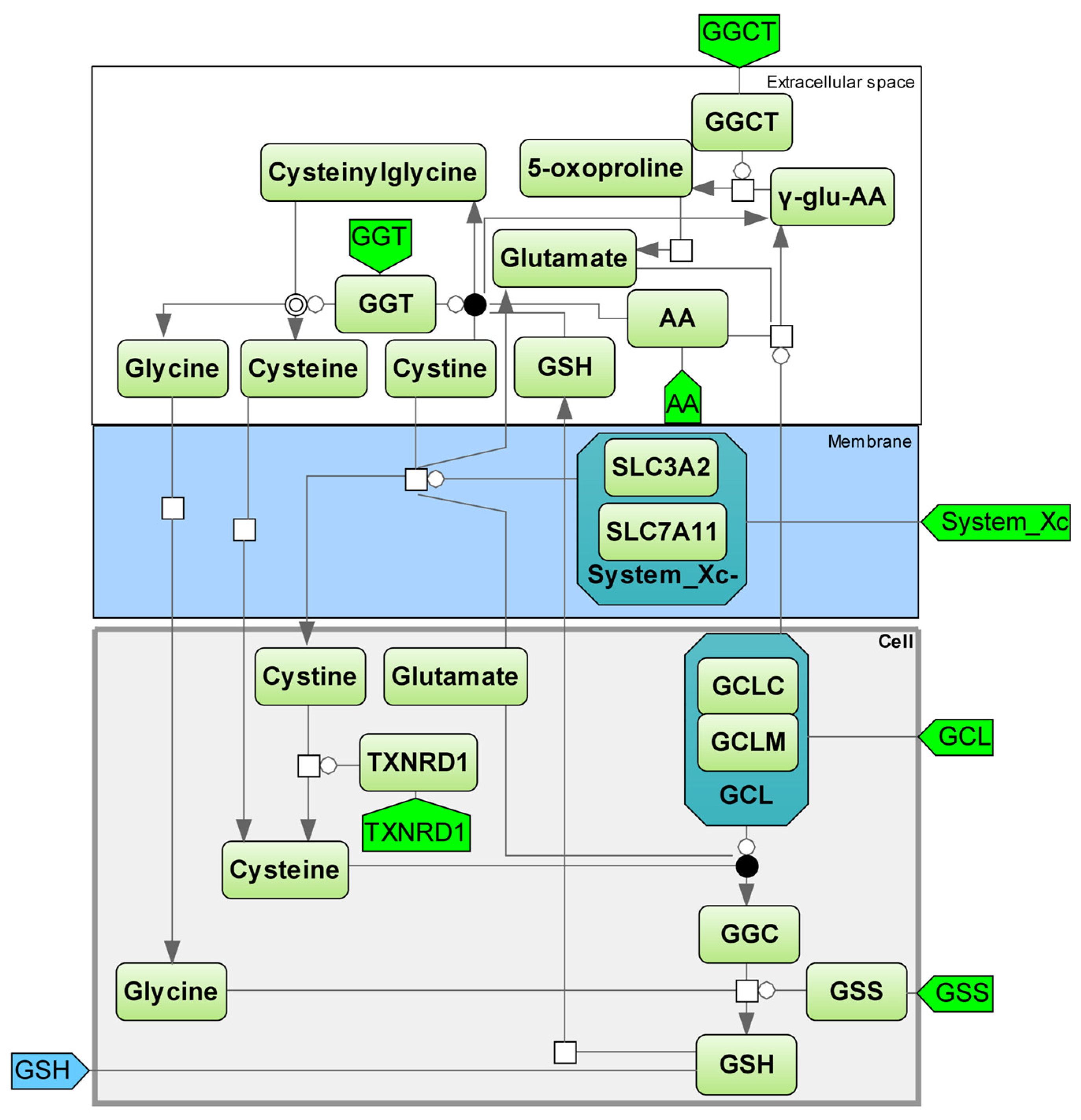 Ijms 25 11782 g008 Ijms 25 11782 g008