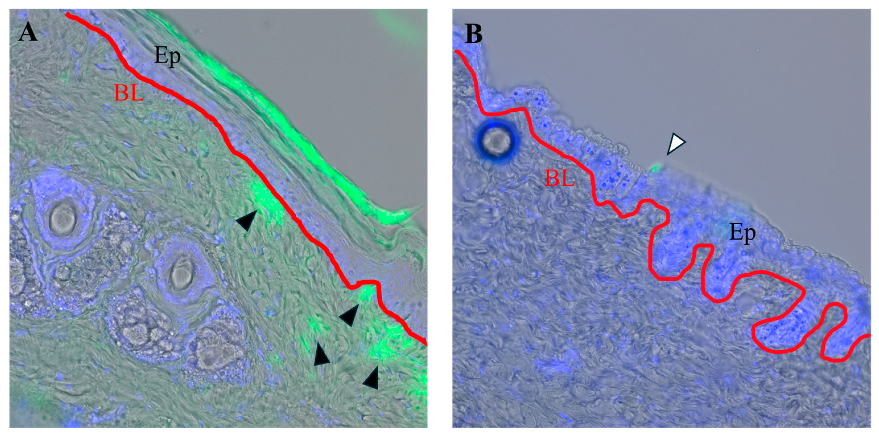 Ijms 25 11883 g001 Ijms 25 11883 g001
