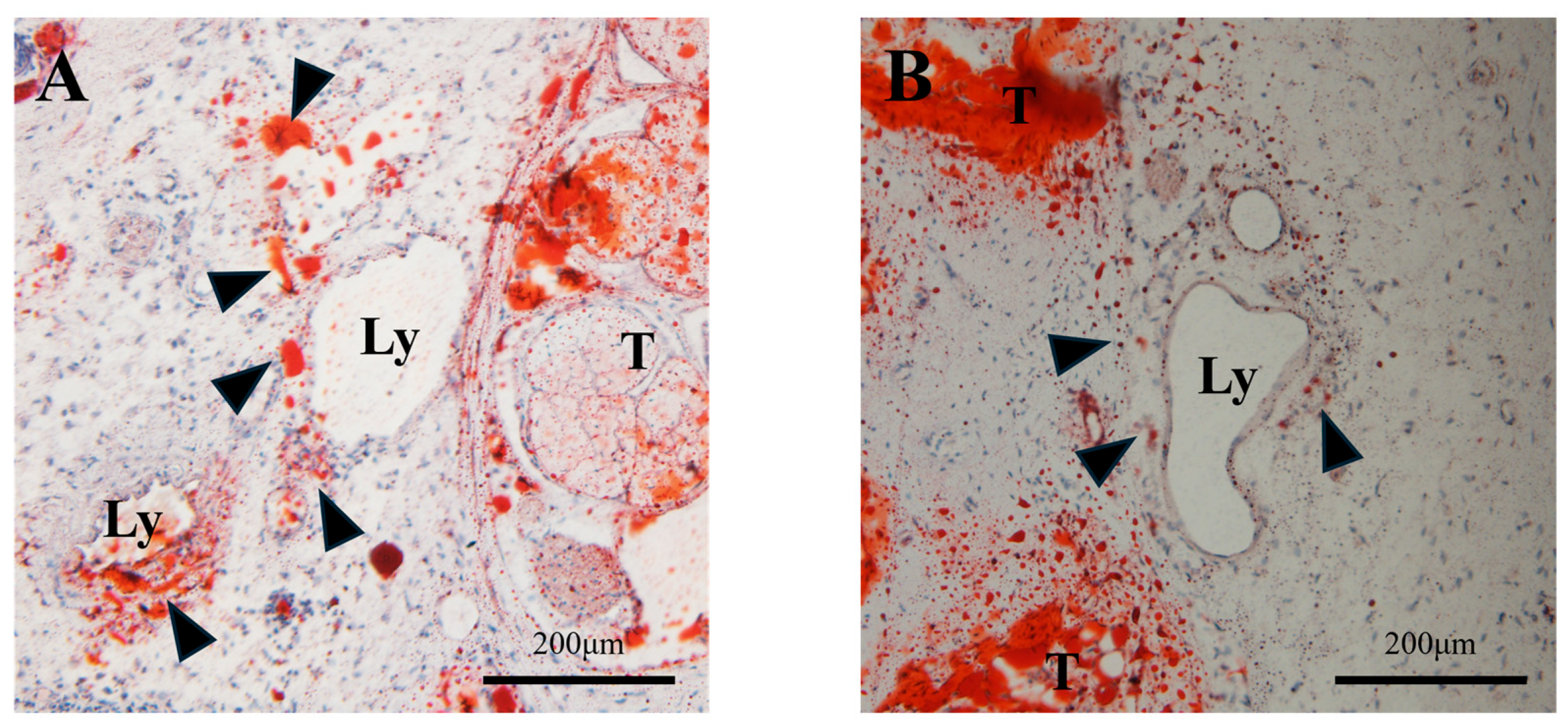 Ijms 25 11883 g004 Ijms 25 11883 g004