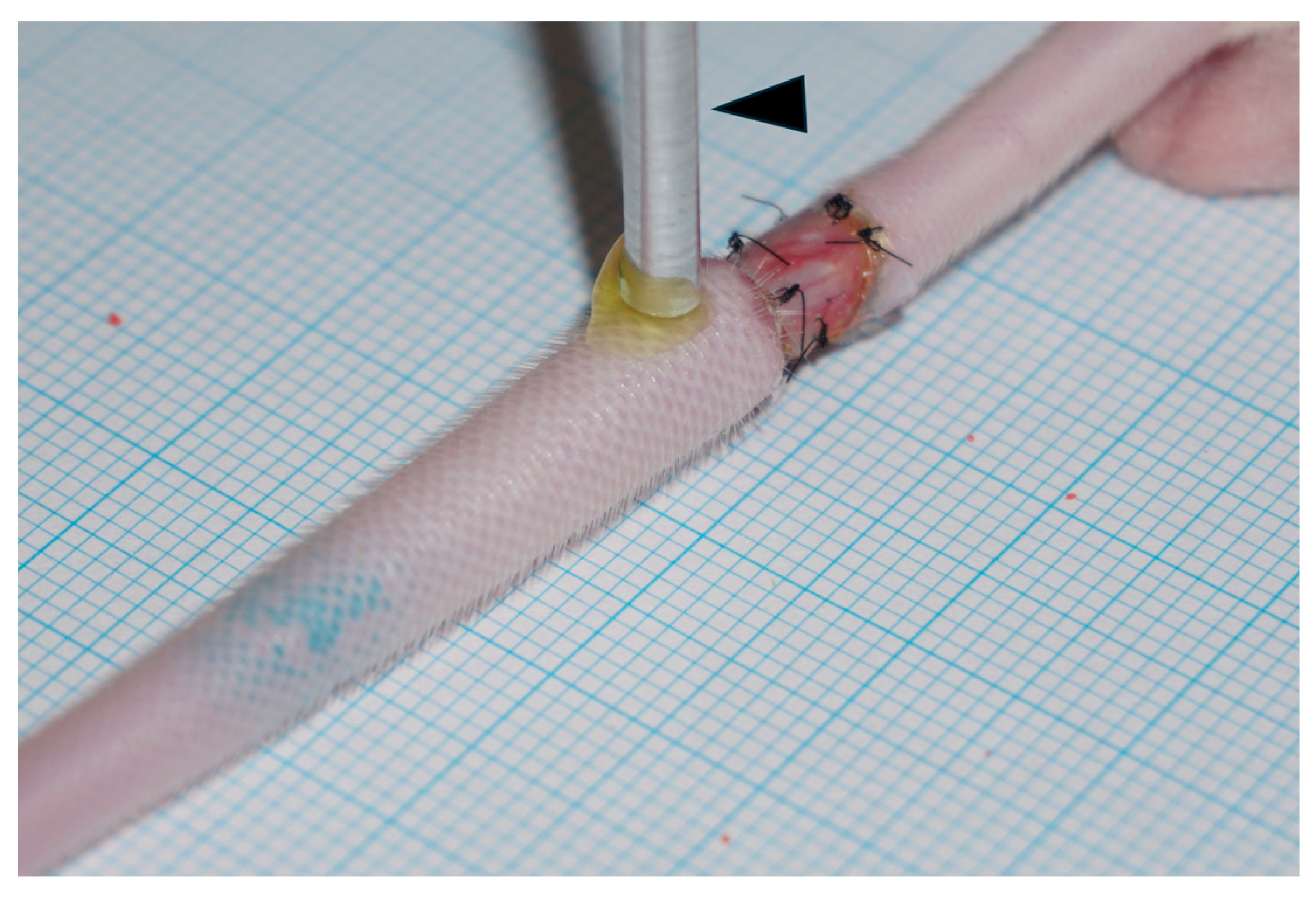 Ijms 25 11883 g006 Ijms 25 11883 g006