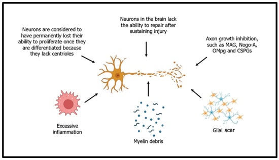 Nature’s Secret Neuro-Regeneration Pathway in Axolotls, Polychaetes  and Planarians for Human Therapeutic Target Pathways