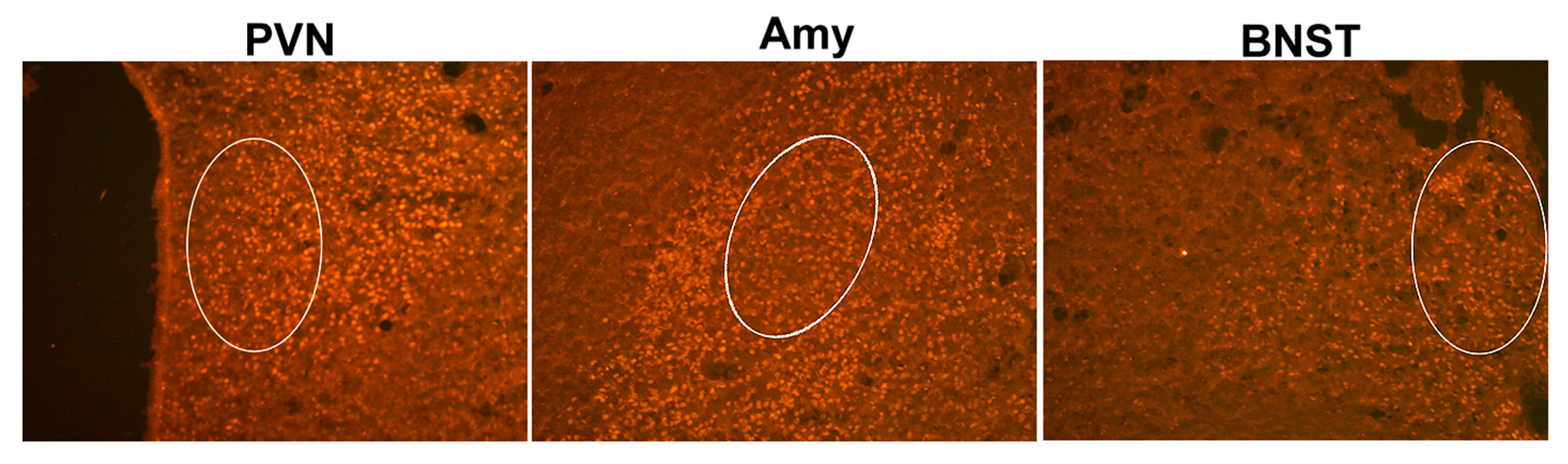 Ijms 25 11908 g009 Ijms 25 11908 g009