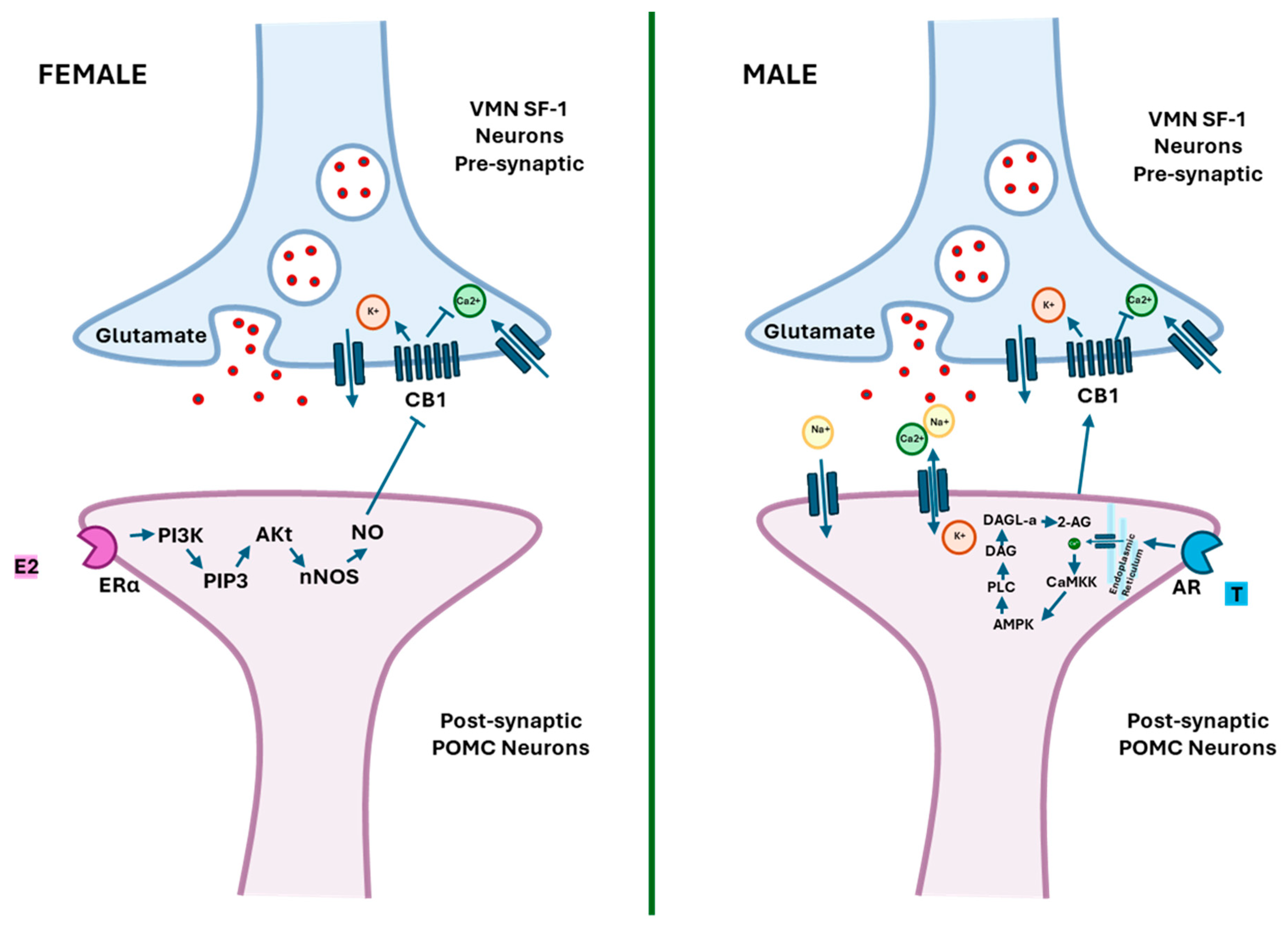 Ijms 25 11909 g001 Ijms 25 11909 g001