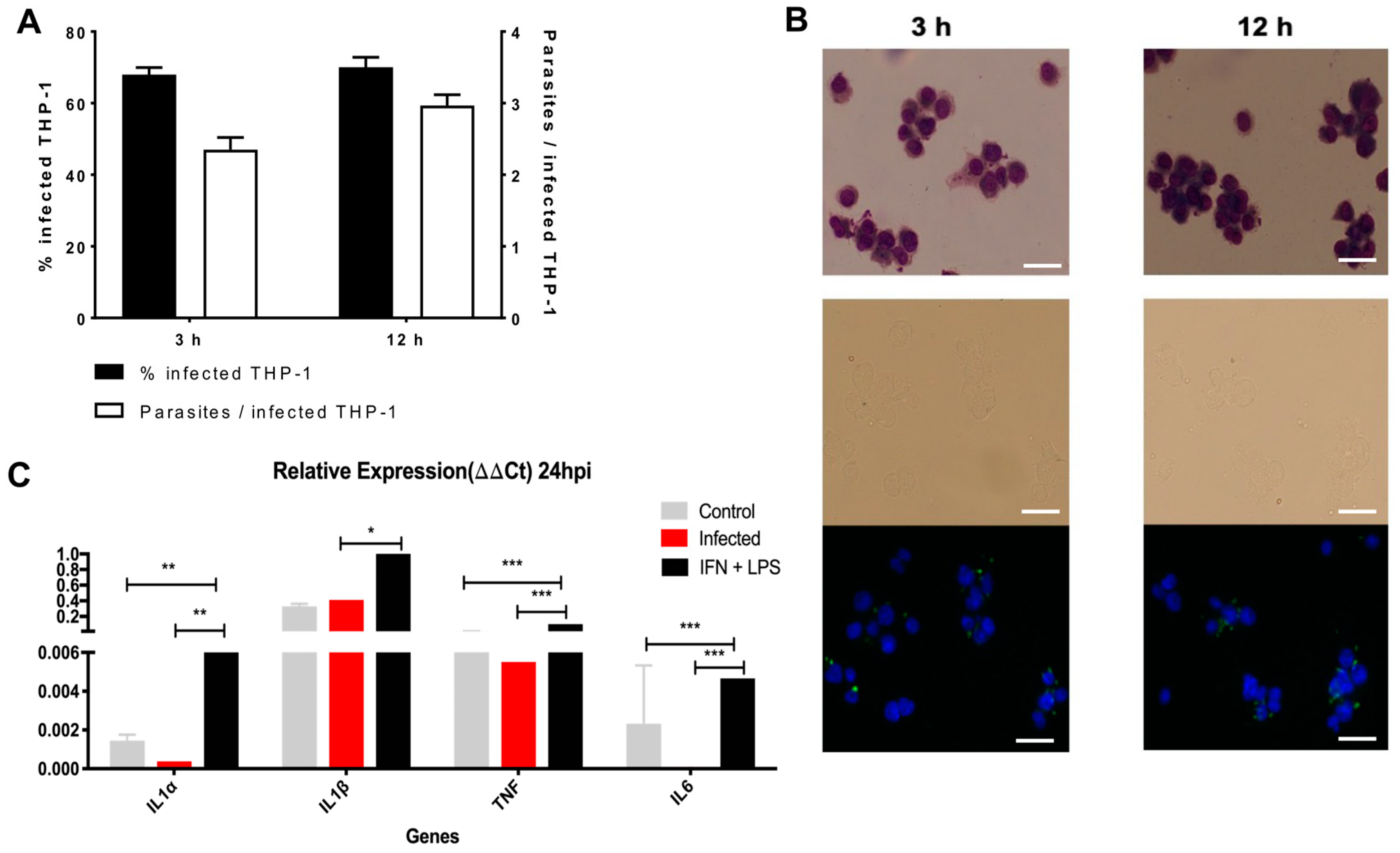 Ijms 25 12084 g003 Ijms 25 12084 g003