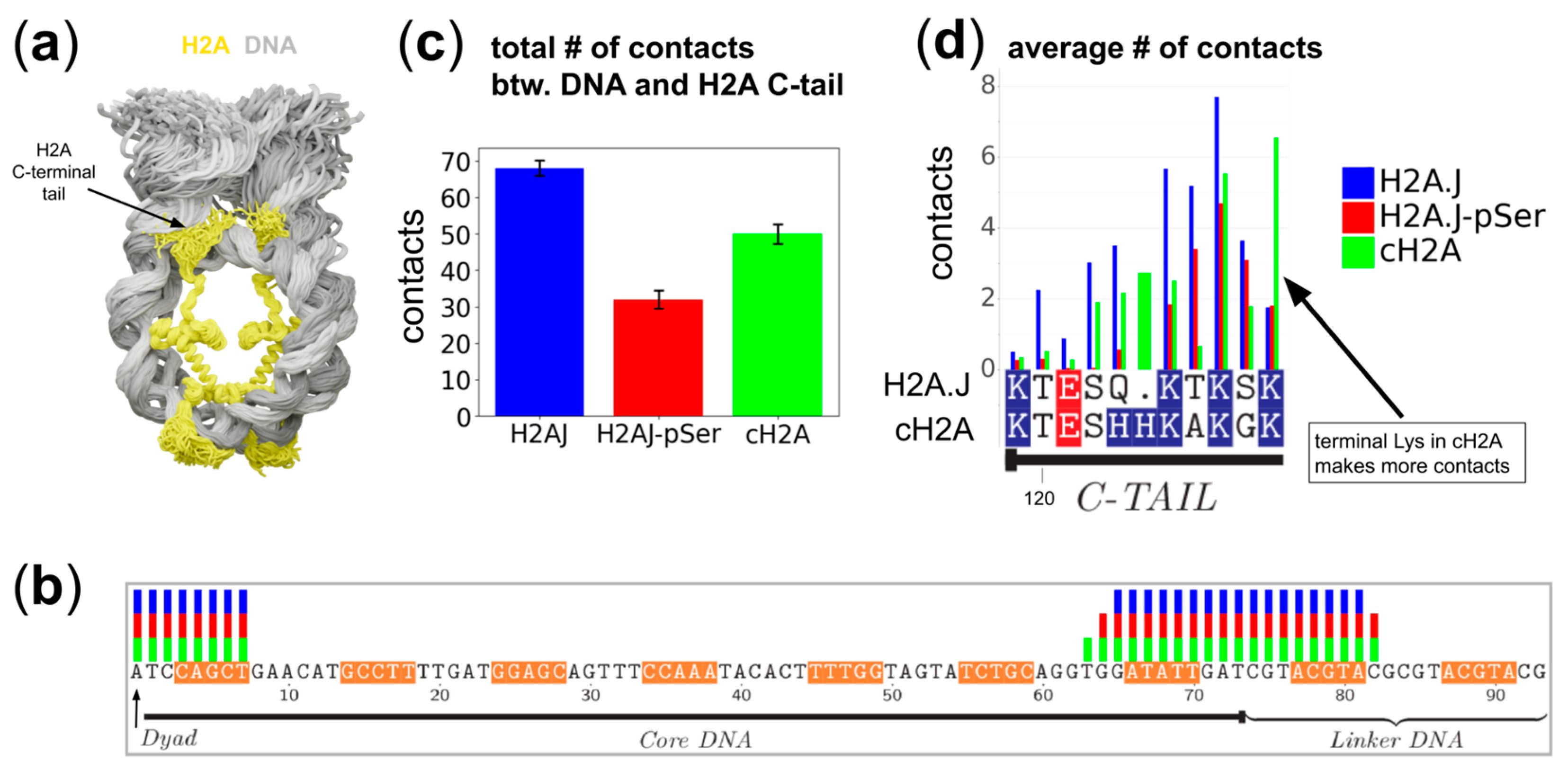 Molecular Dynamics Simulations of Nucleosomes Containing Histone ...