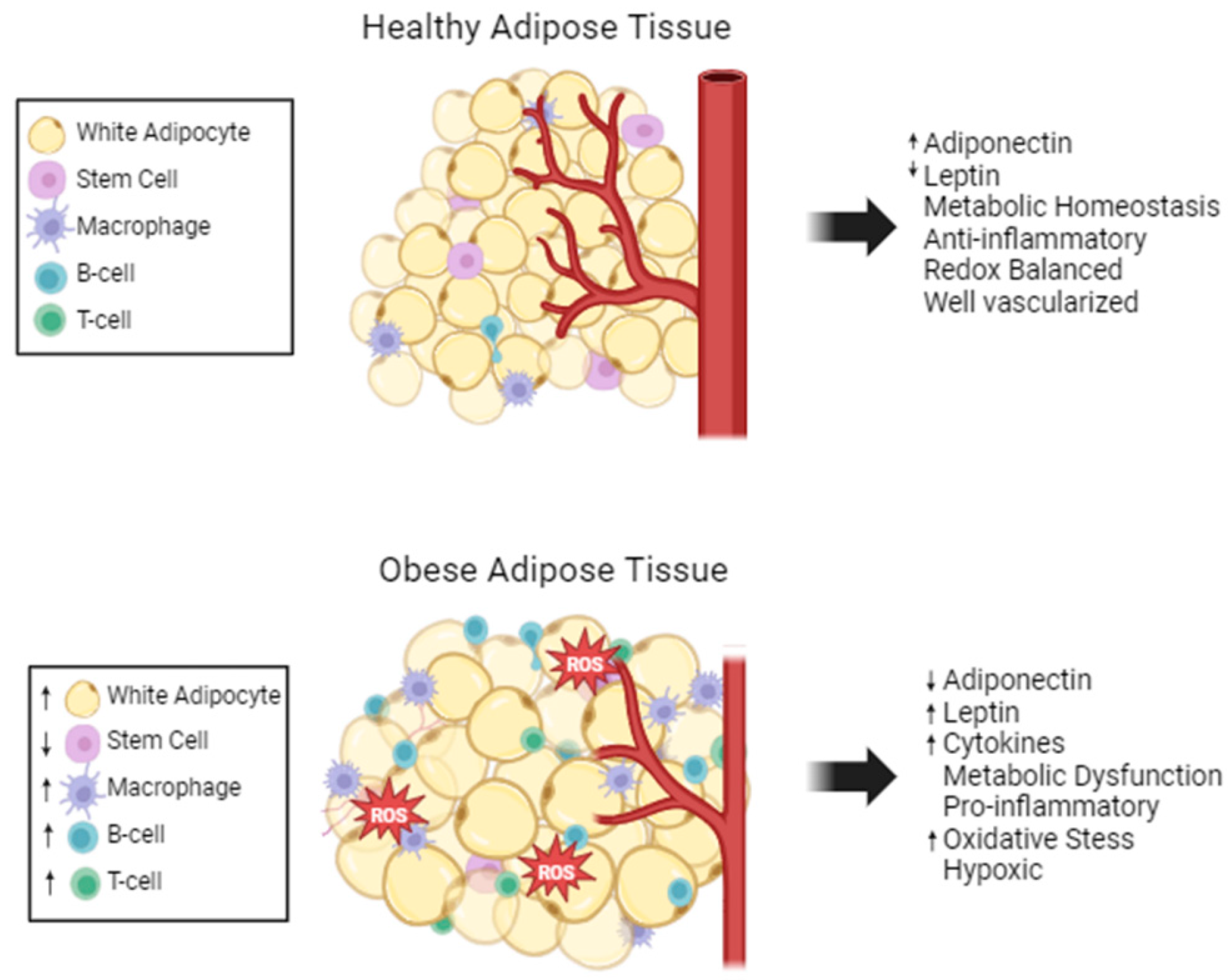 Ijms 25 12137 g001 Ijms 25 12137 g001