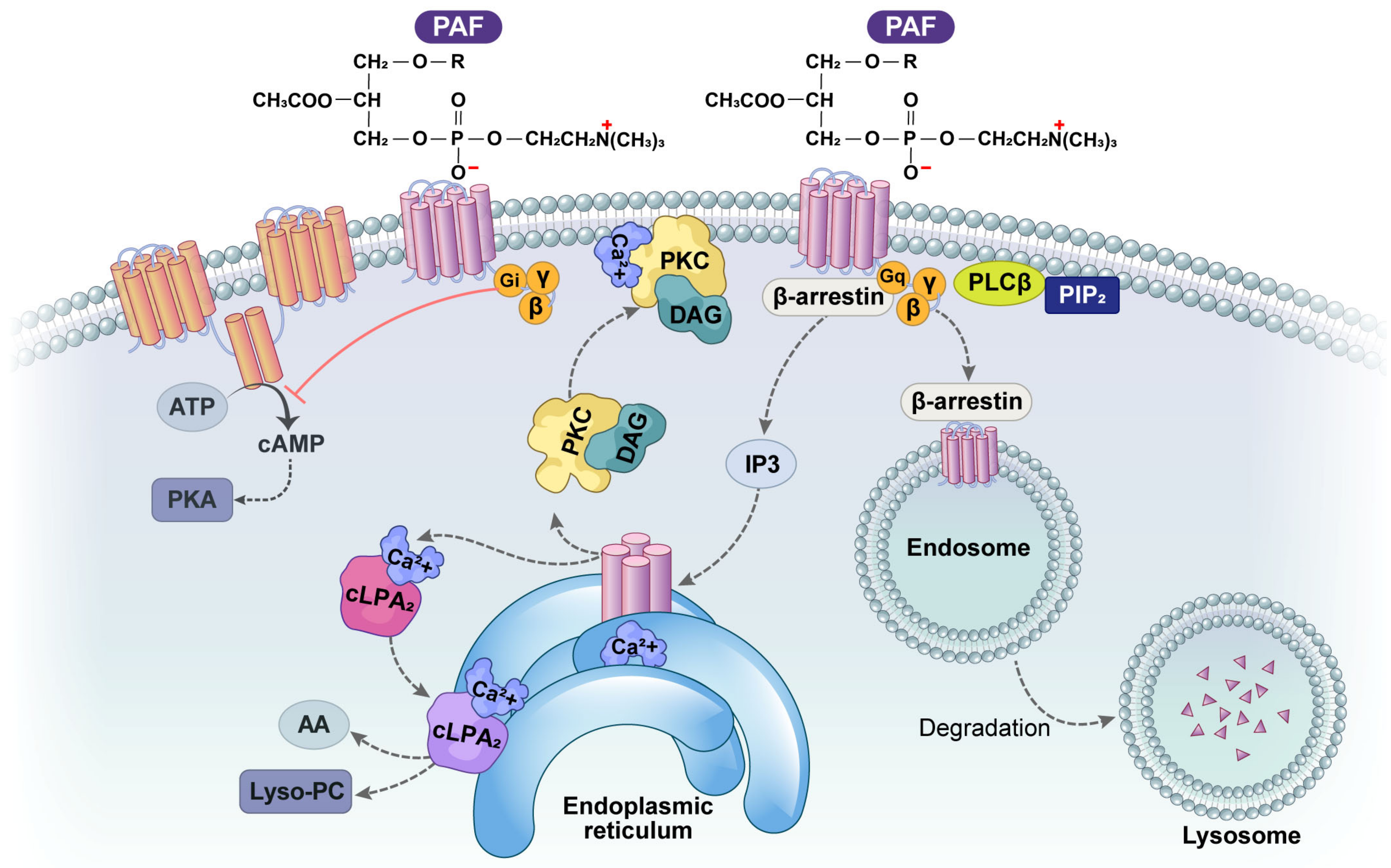 Ijms 25 12143 g003 Ijms 25 12143 g003