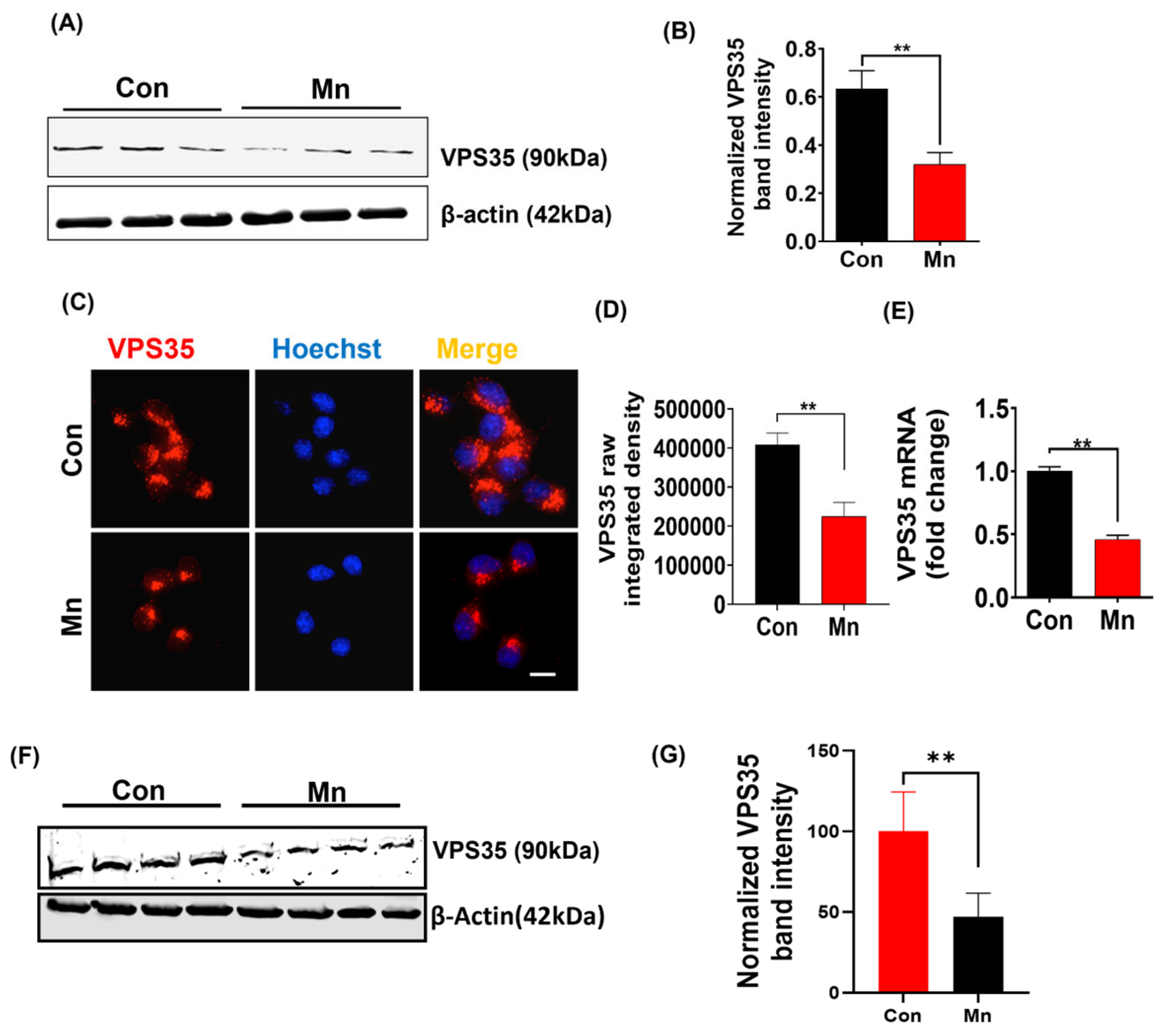 Ijms 25 12207 g005 Ijms 25 12207 g005